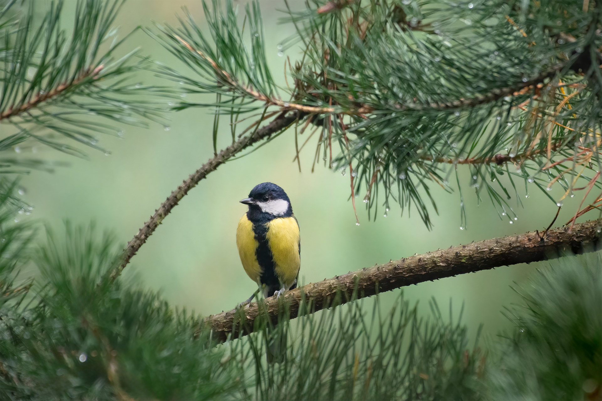 Dressed for the Dew - Great Tit on Pine Branch with Morning Dewdrops