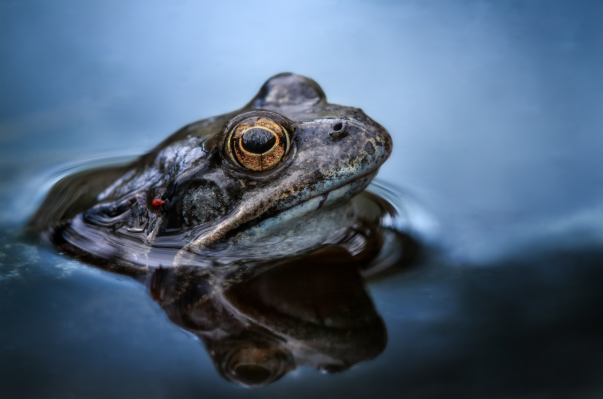 The Red Visitor - A Frog Surfaces Just Enough to Break the Waterline