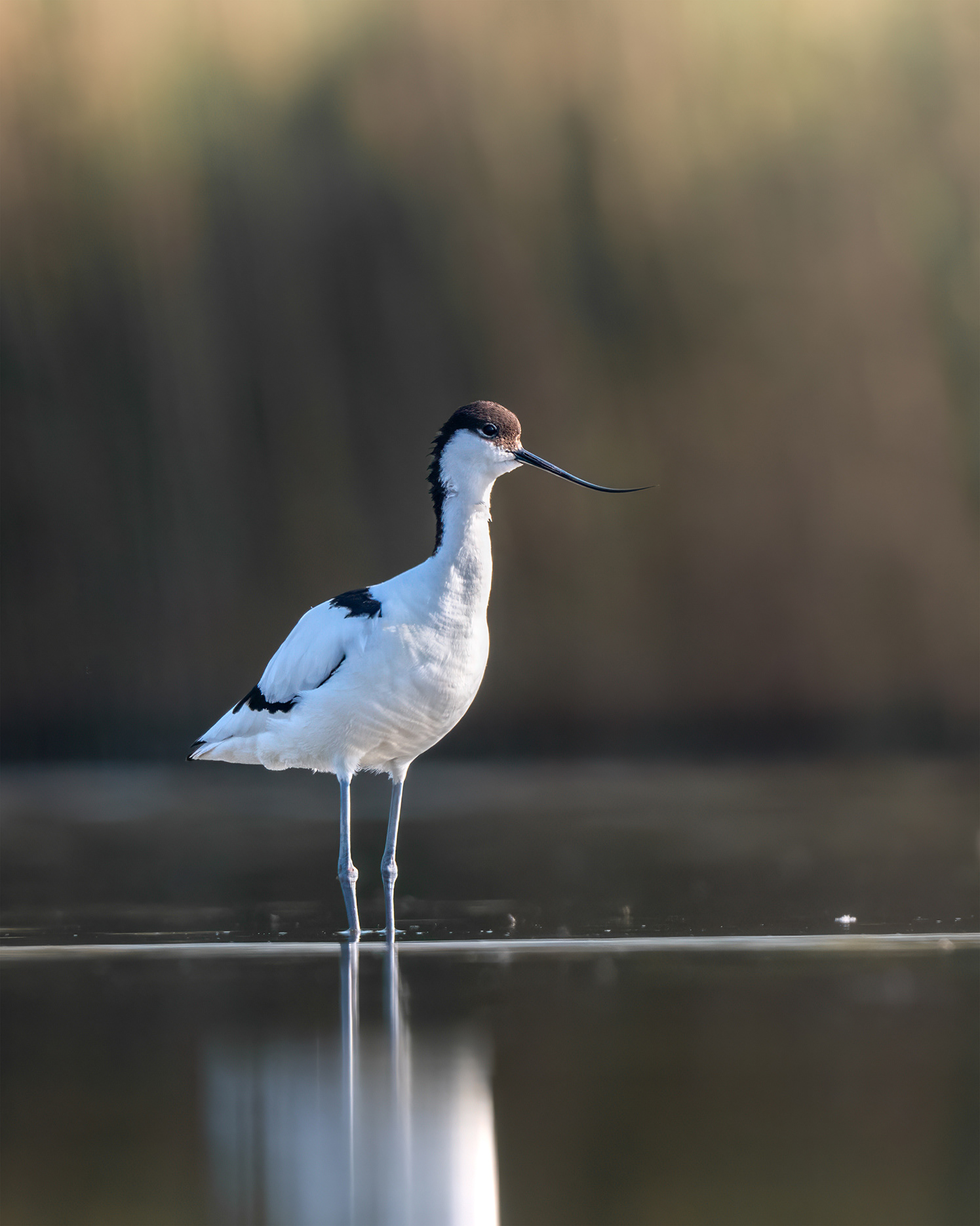 The Curve That Changes Everything - Avocet Standing in Shallow Water