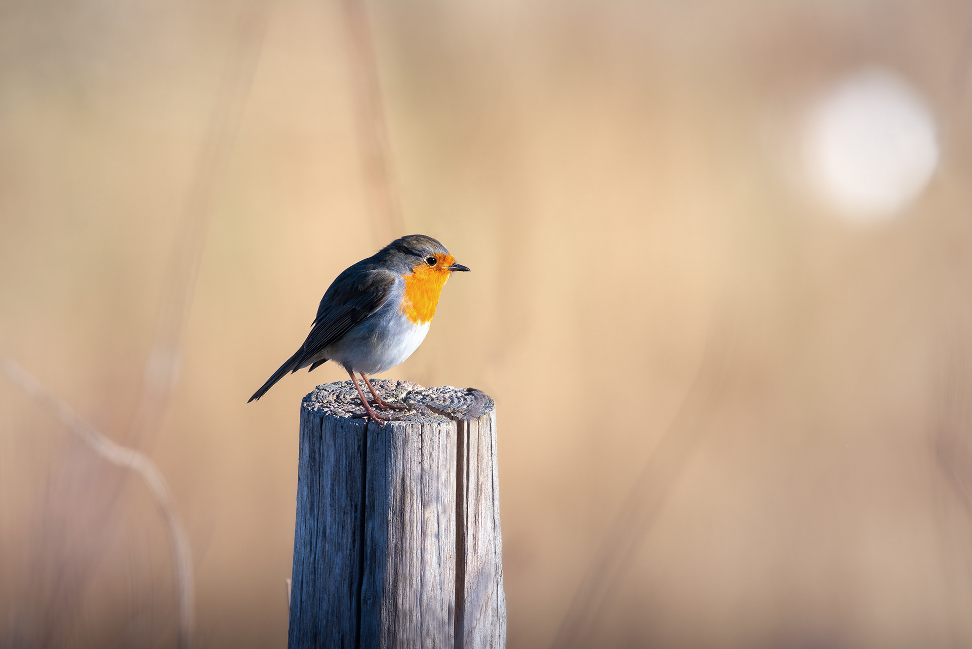 My Faithful Companion, Back Again - Robin on Post in Early Spring Sunlight