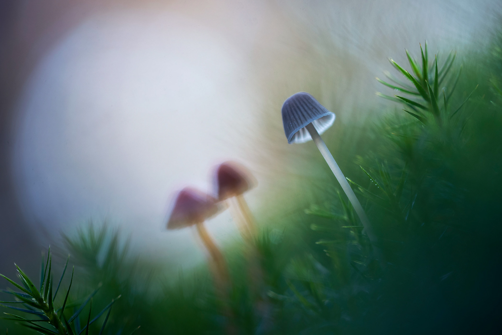 Barely Visible & Gracefully Shaped - Magnificent Mycena in Autumn