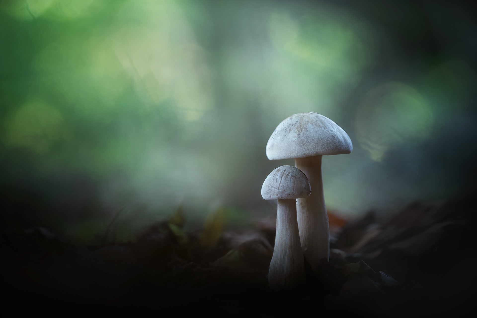 Two Spheres at Different Hours - Two Clouded Funnel Mushrooms