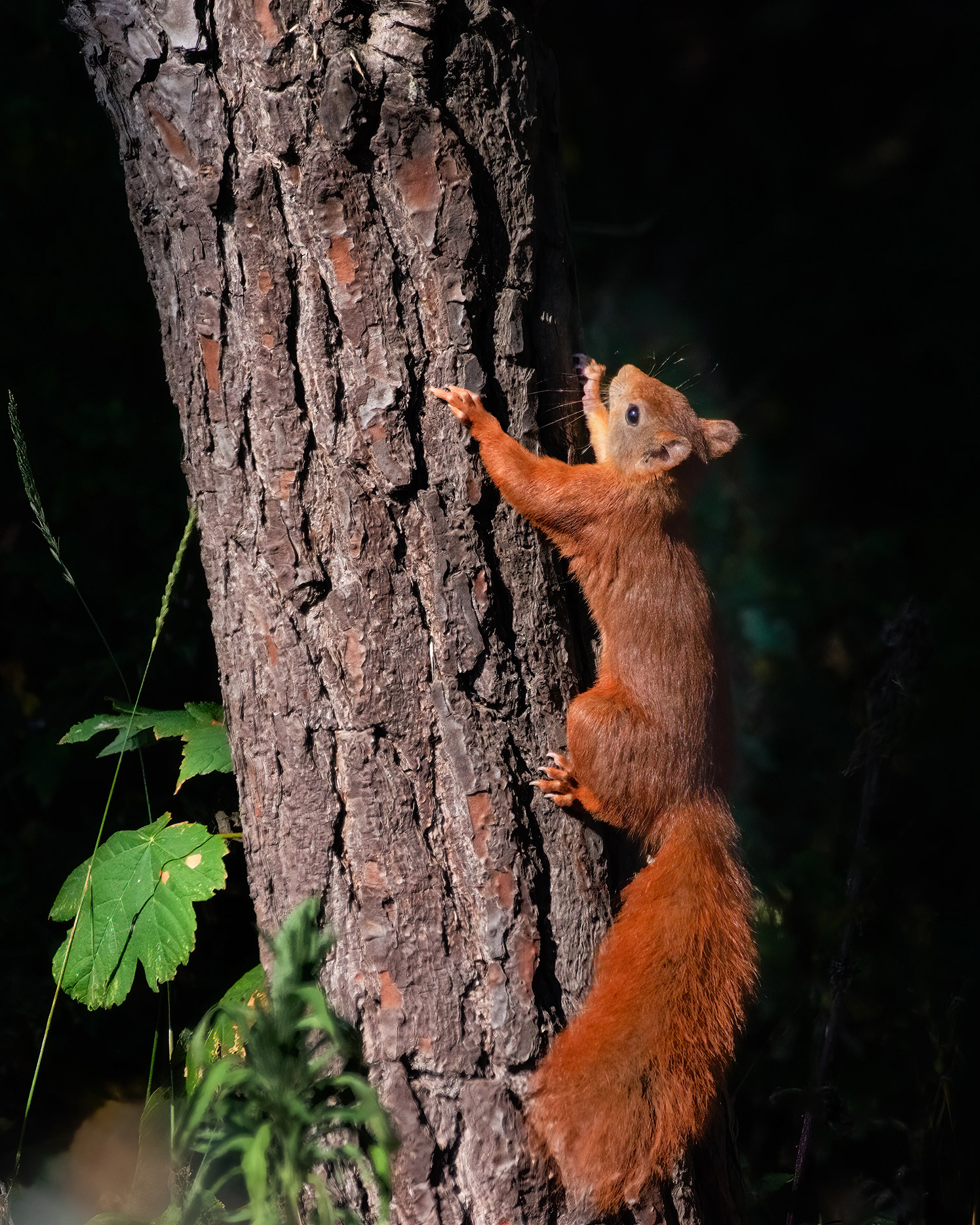 Golden Light Climber - A Red Squirrel Climbs Straight up a Tree Trunk