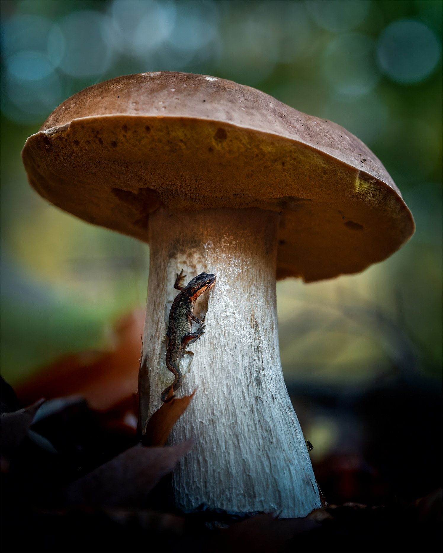 The Mushroom Provides - Smooth Newt Sheltering Under a Porcini in Morning Sun