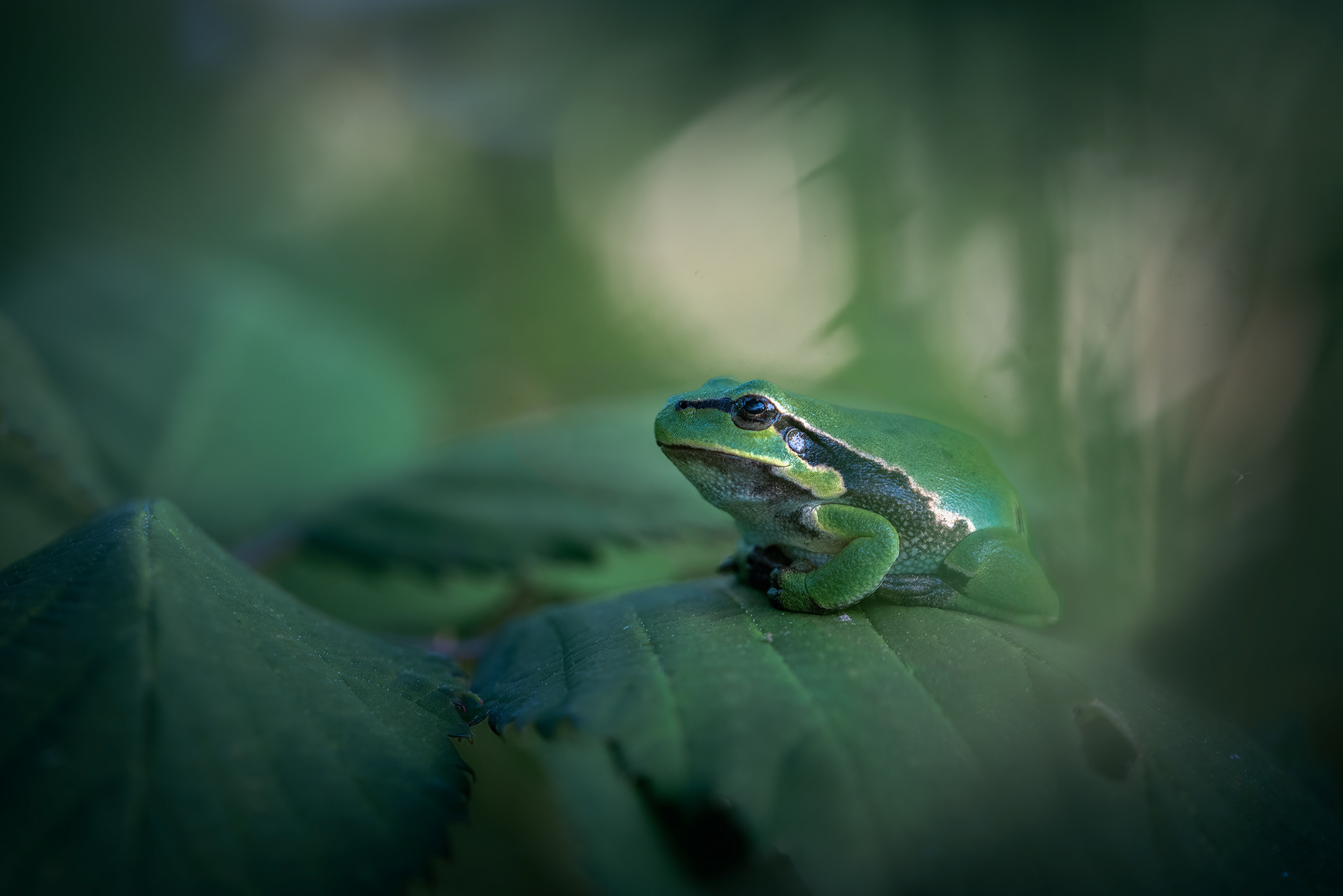 The Art of Not Being Seen - European Tree Frog Camouflaged on Bramble Leaf