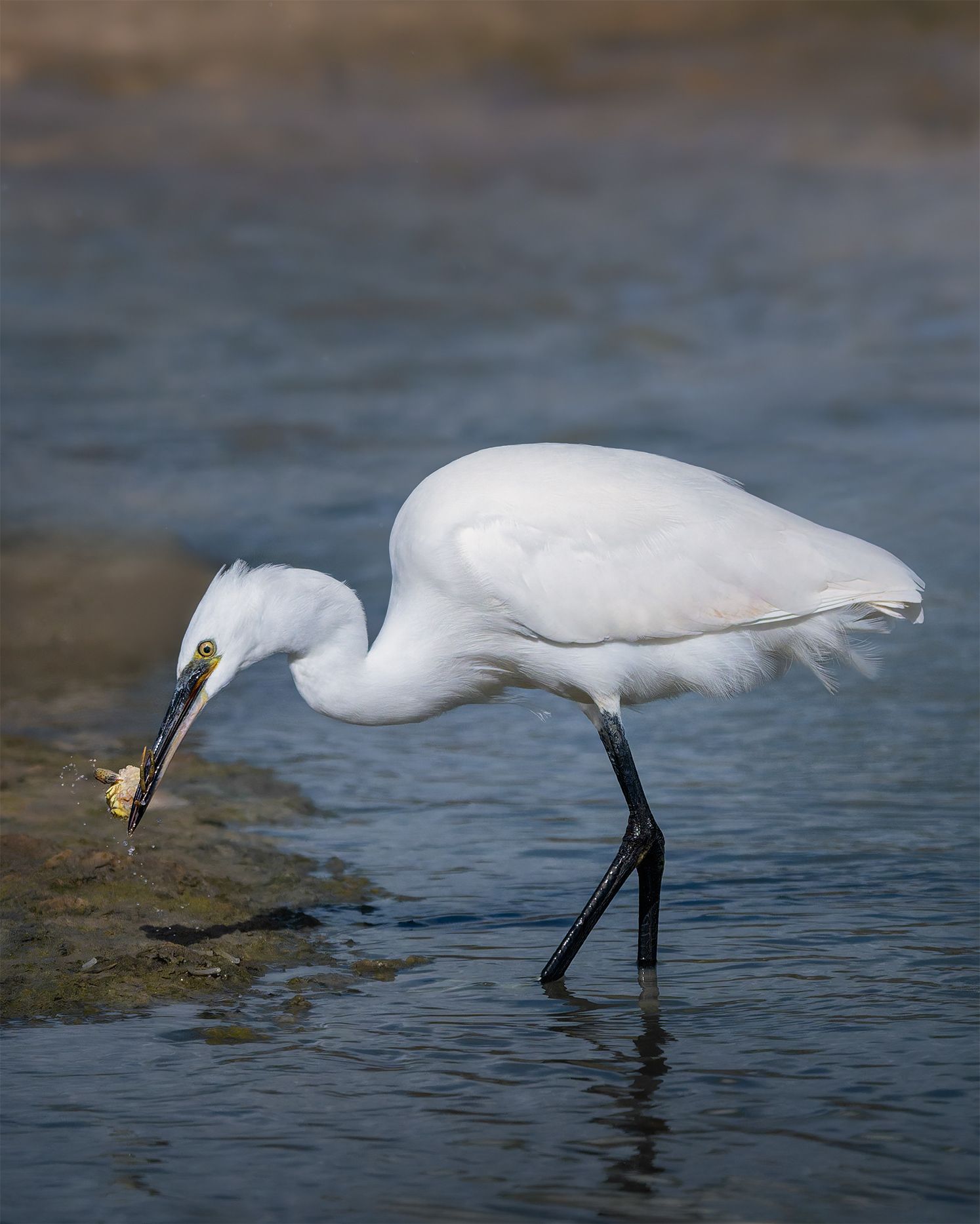 "Dagger-Billed: A Little Egret Subdues Its Catch