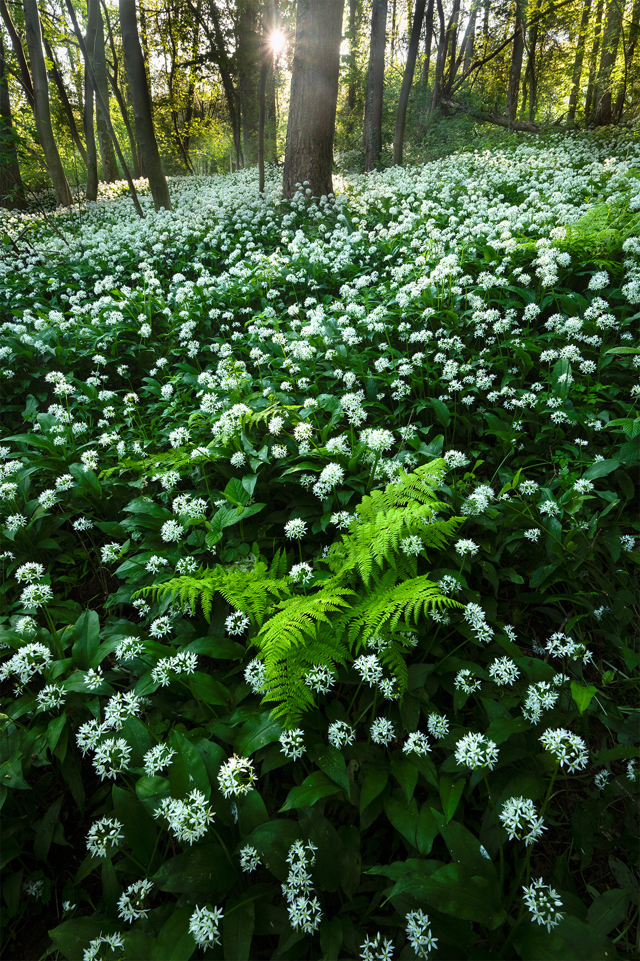 Wild Garlic Heaven - A Lush Carpet of Wild Garlic