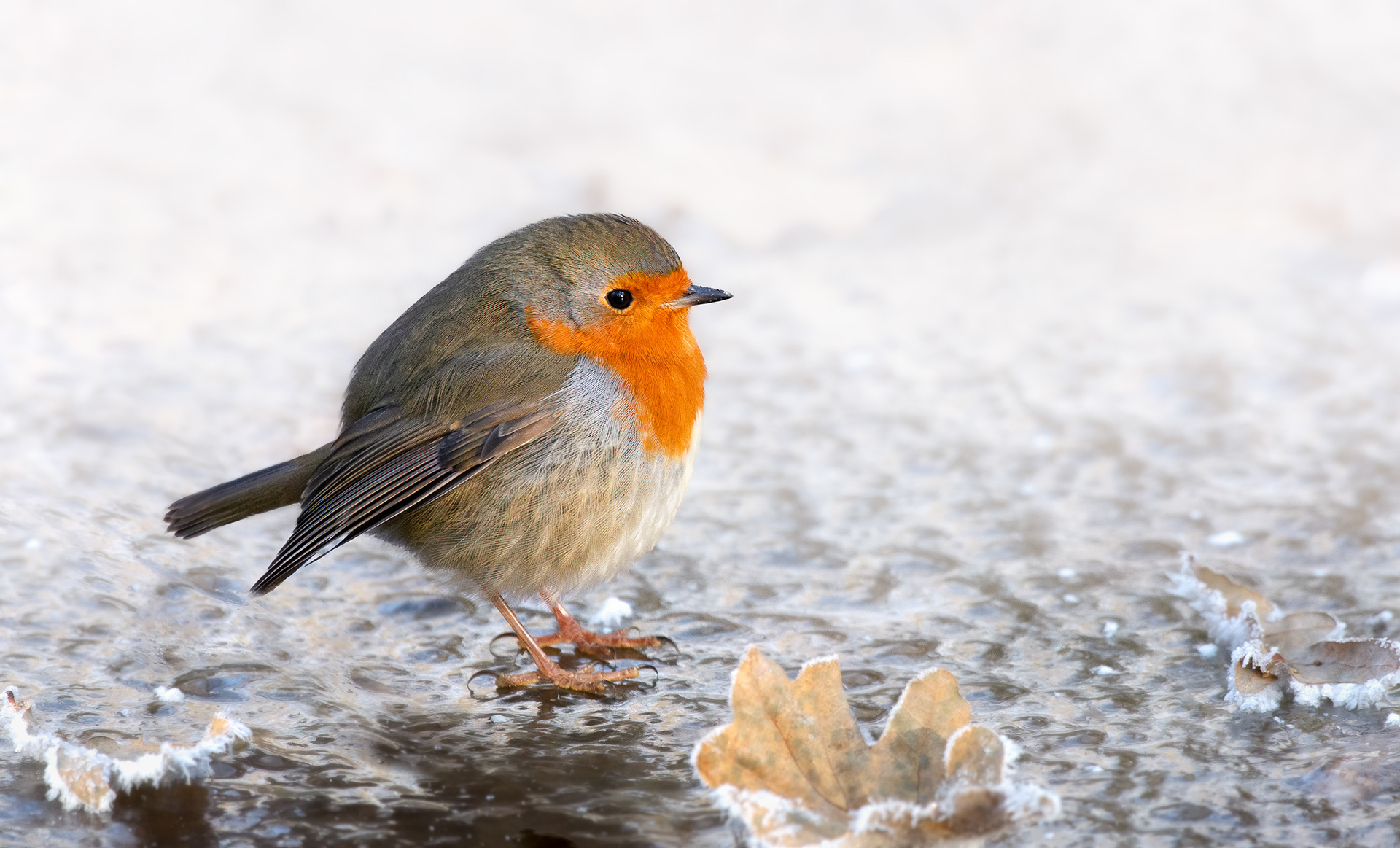 The Ice Forager - A Robin Searches for Food across a Frozen Pool