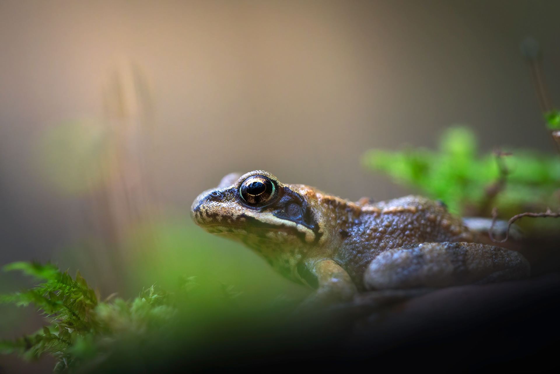 Before the Long Sleep - A Frog Photographed Through Moss