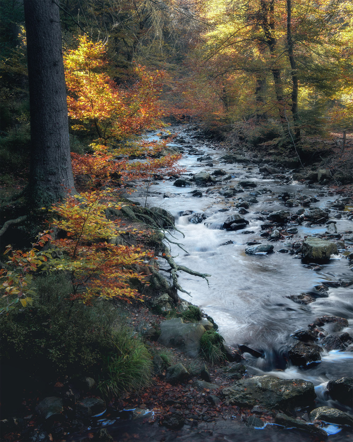The River That Autumn Coloured Twice - Getzbach River in Autumn
