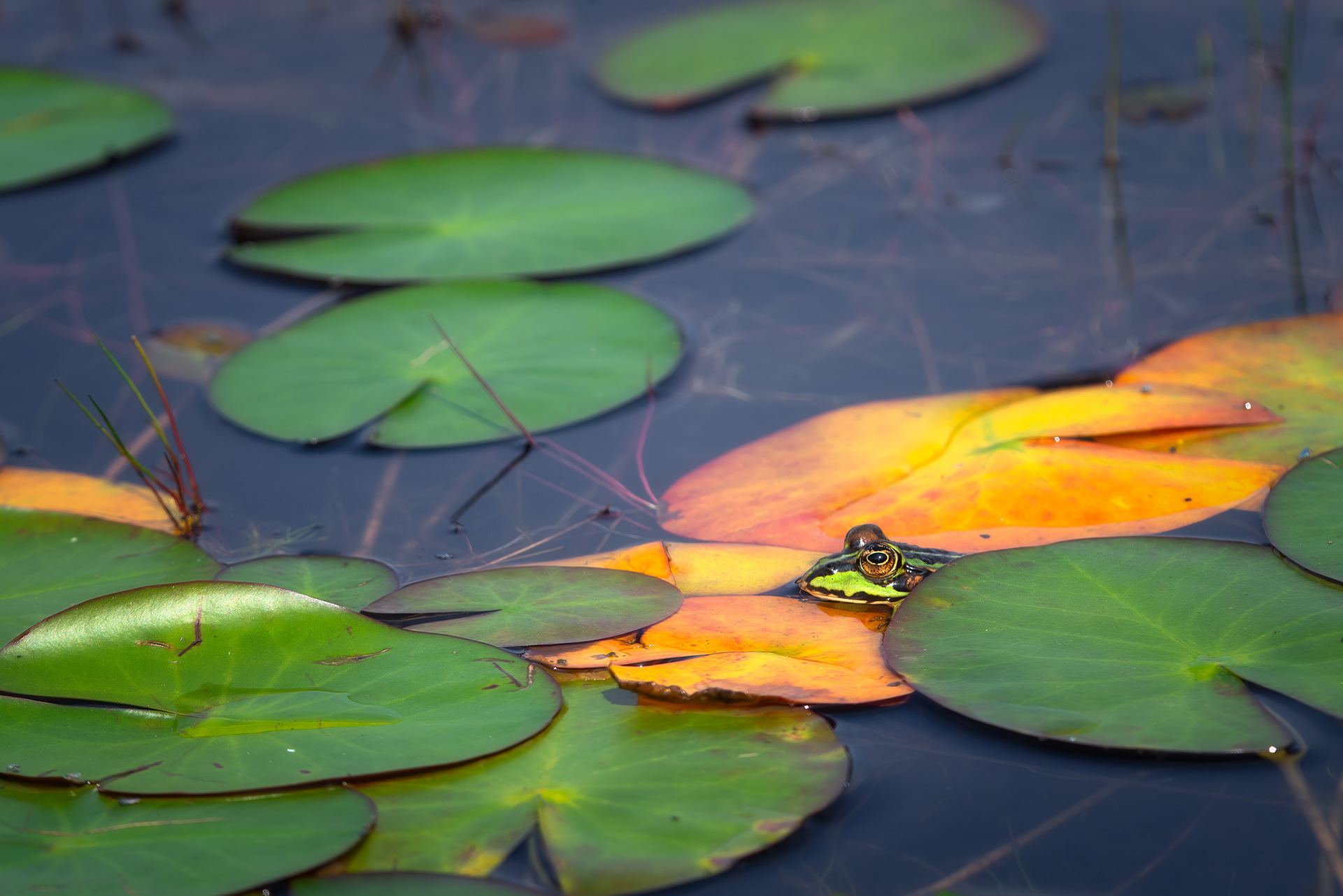 Just Enough Above the Water - Pool Frog Emerging Between Water Lily Leaves