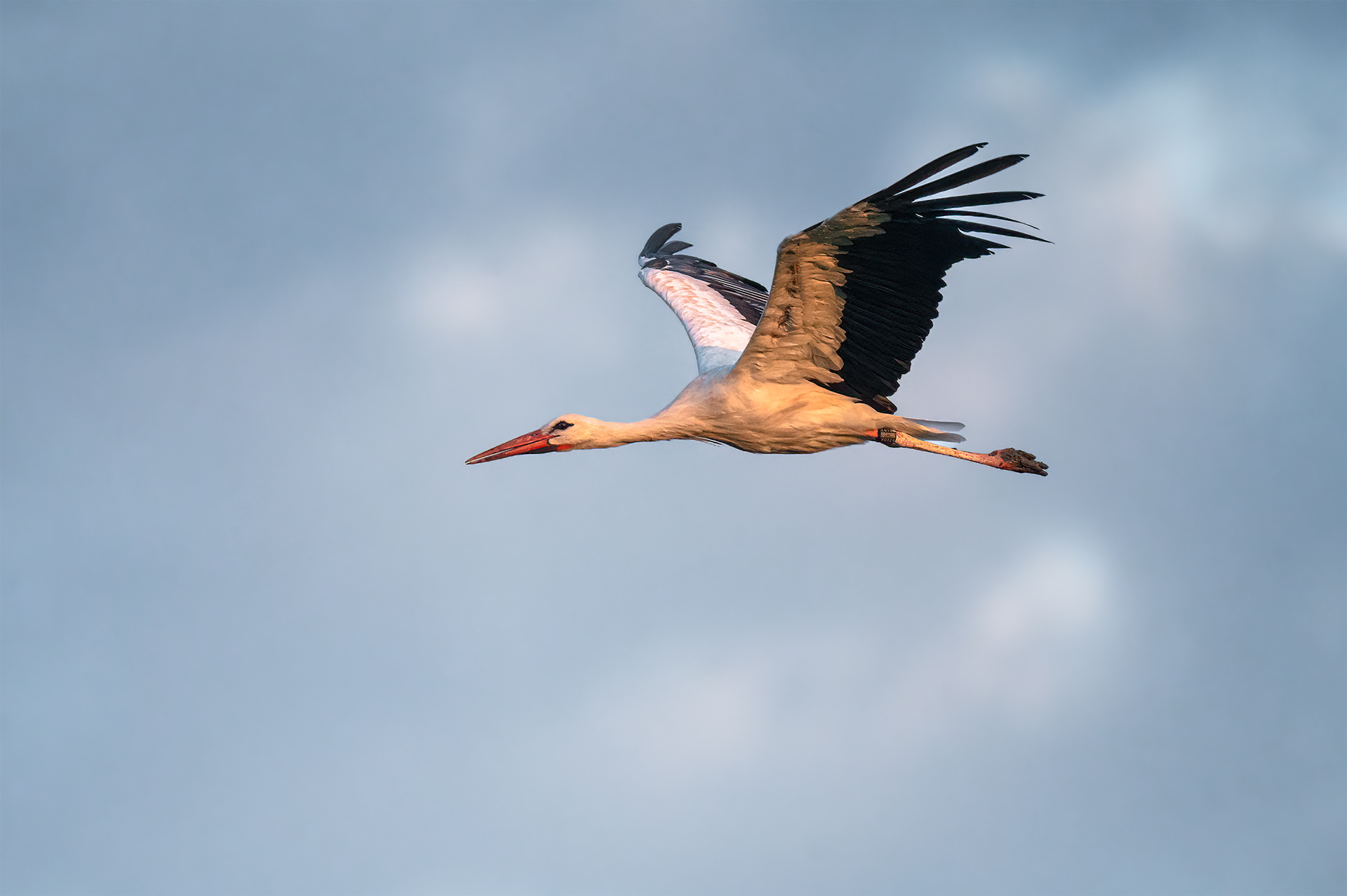 Carried by the Morning — White Stork Gliding in Early Morning Light Against Blue Sky