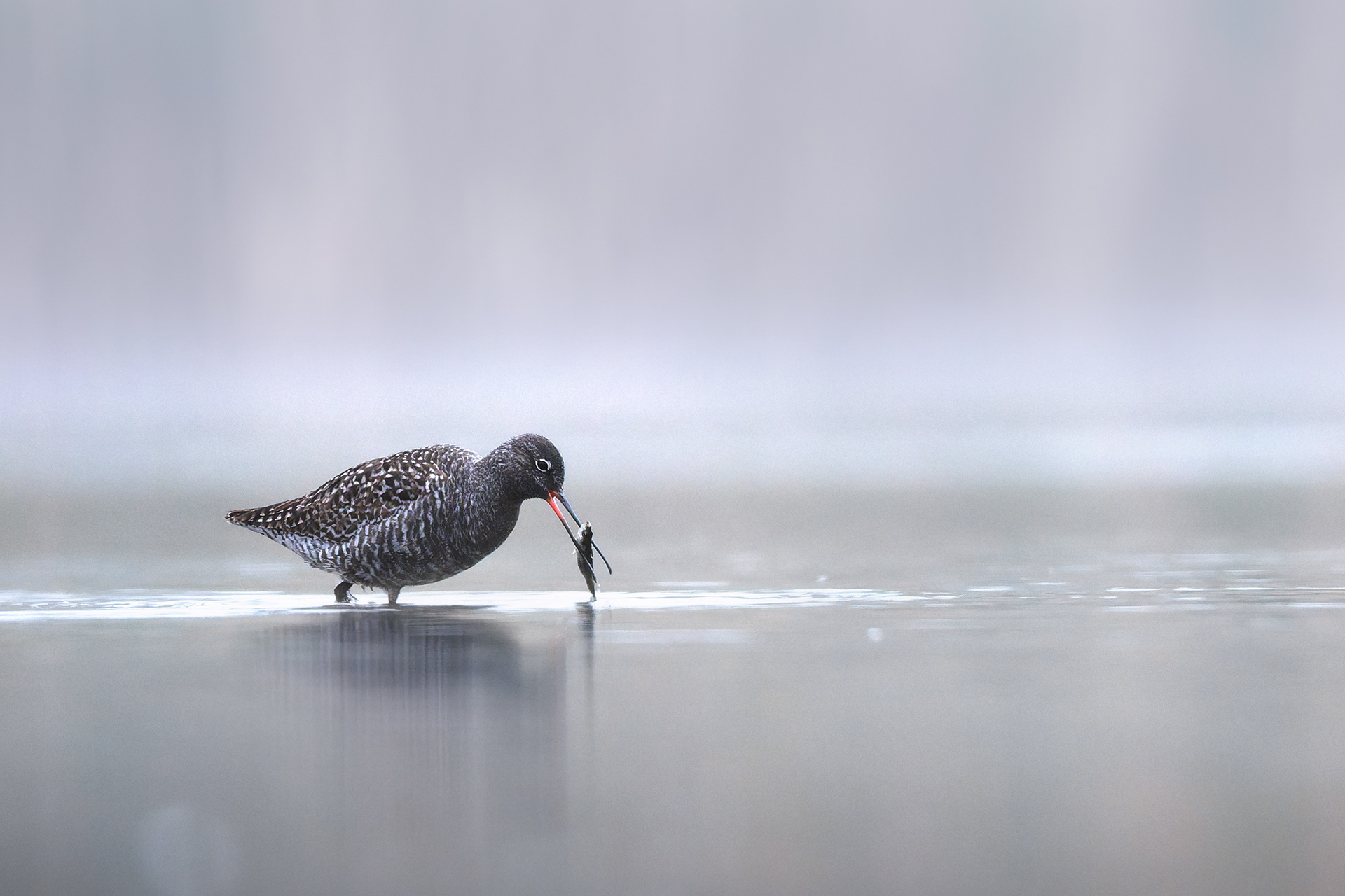 A Moment of Hunting Success — Spotted Redshank in Full Breeding Plumage