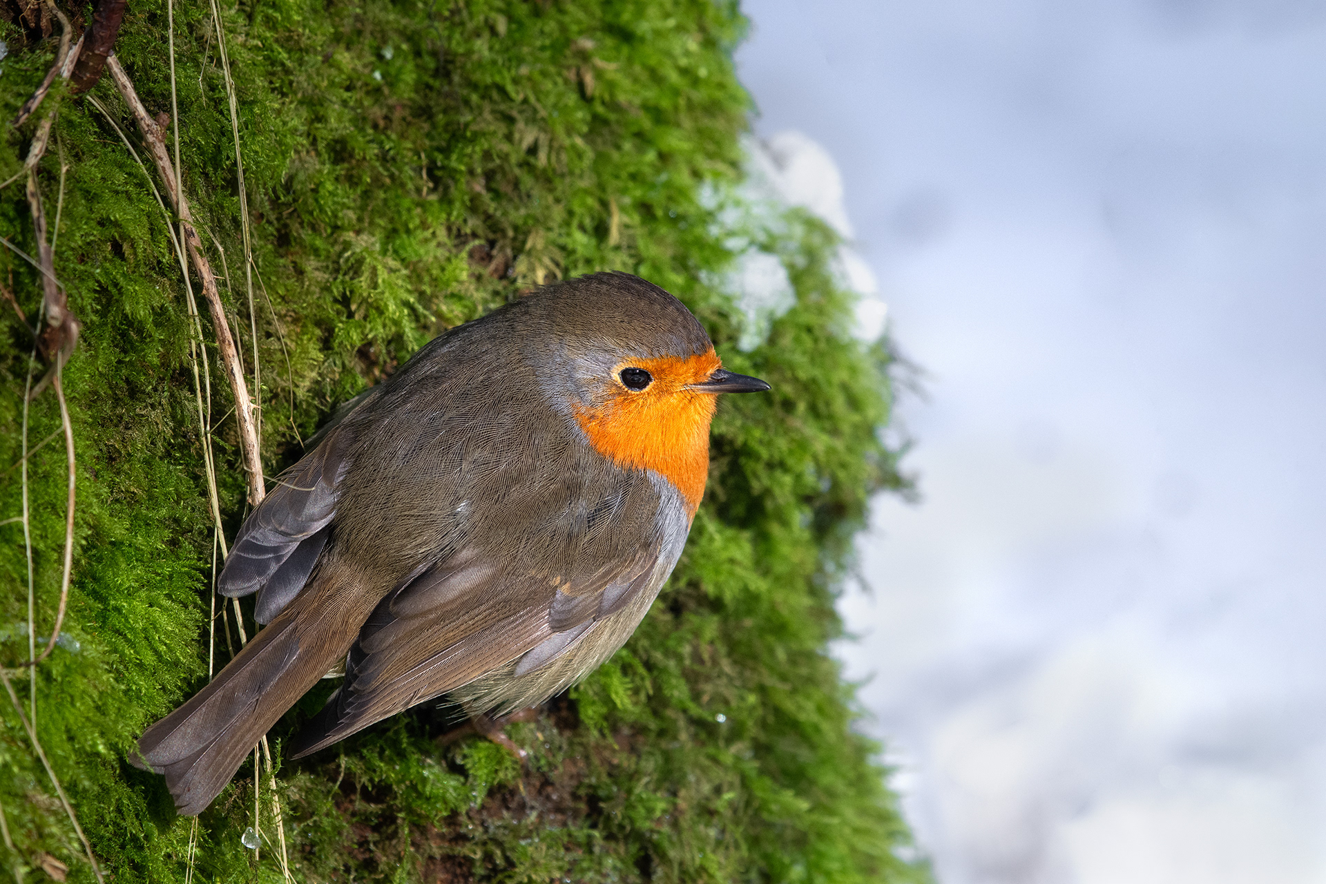 A Little Warmth at the Root of the Ivy - Robin Nestled at Foot of Ivy-Covered Tree