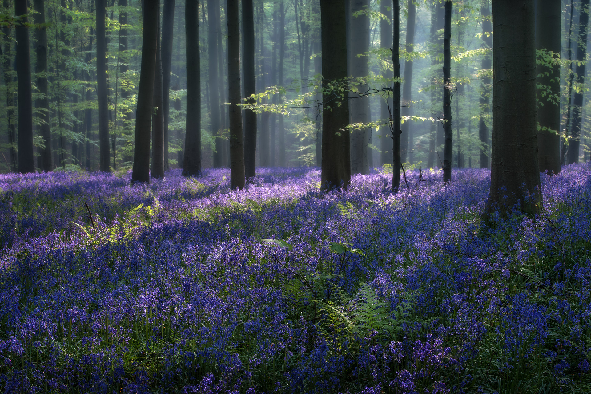 The Secret Forest - Bluebells in Bloom