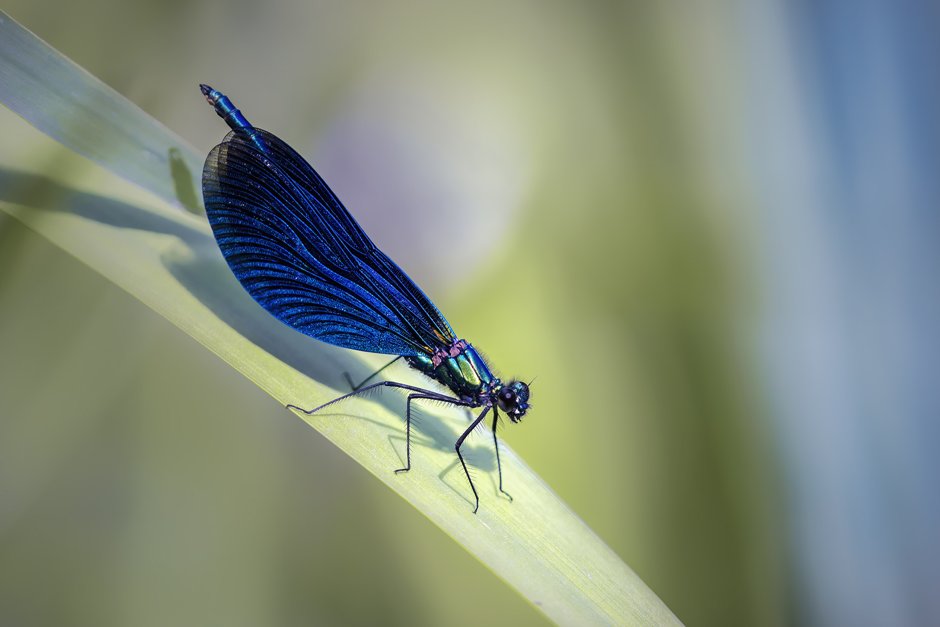 The Damselfly That Flies Like a Butterfly - Male Beautiful Demoiselle on Reed Leaf