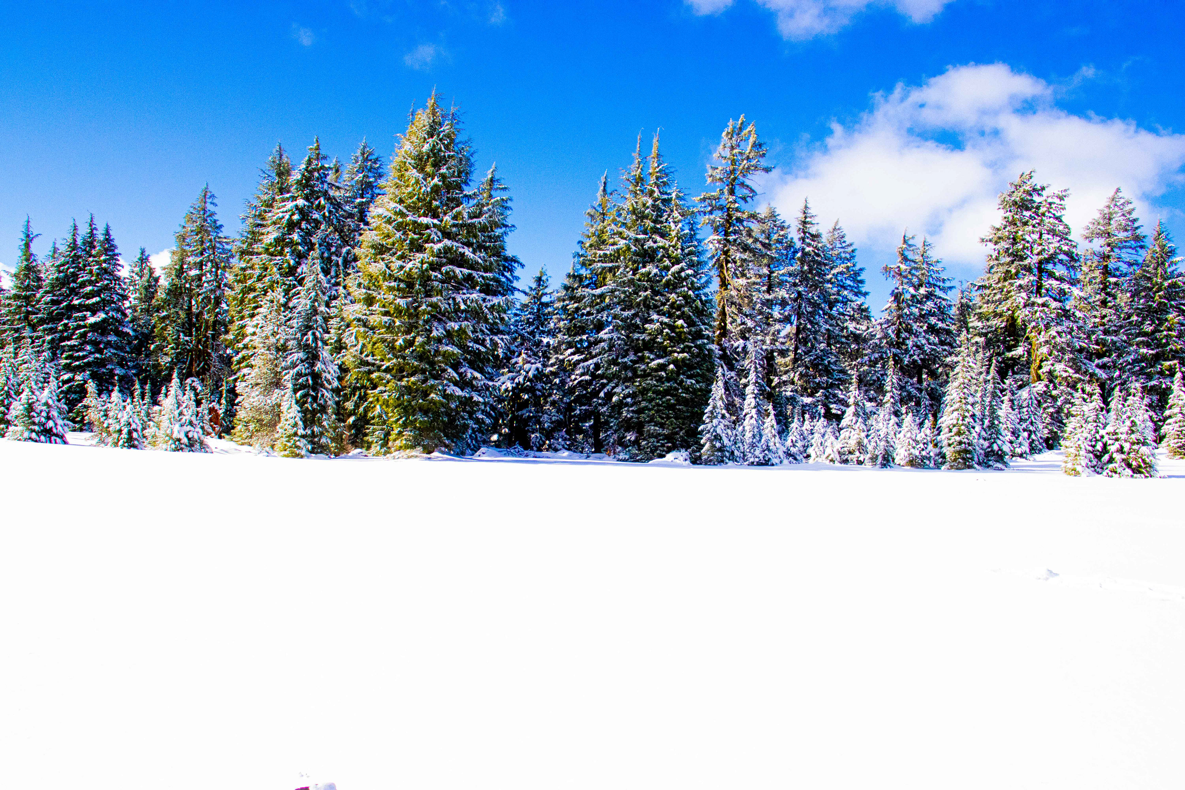 Forest Surrounding Crater Lake