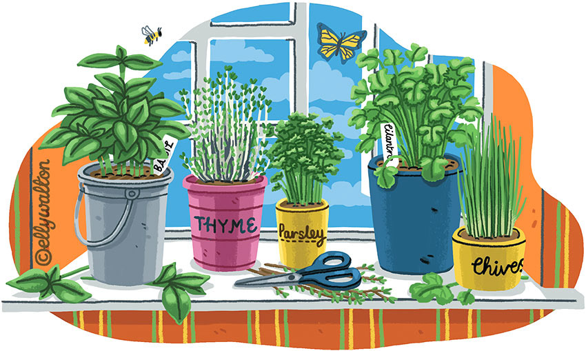 illustration of window ledge with containers of herbs