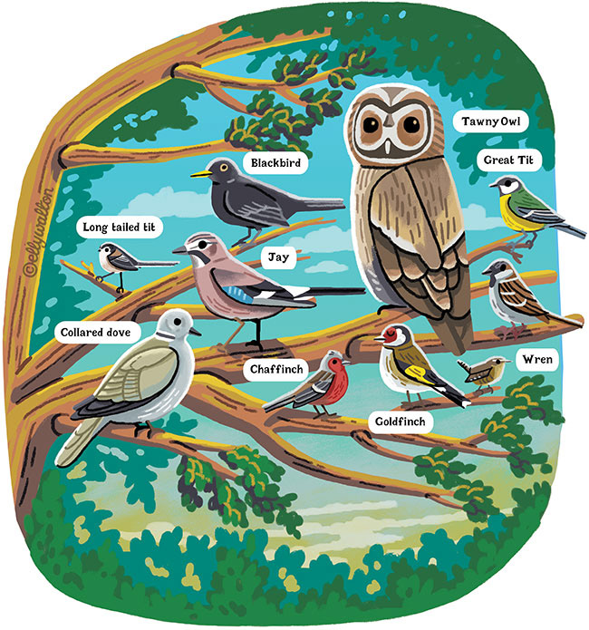 illustration of labelled uk garden birds sitting on tree branches