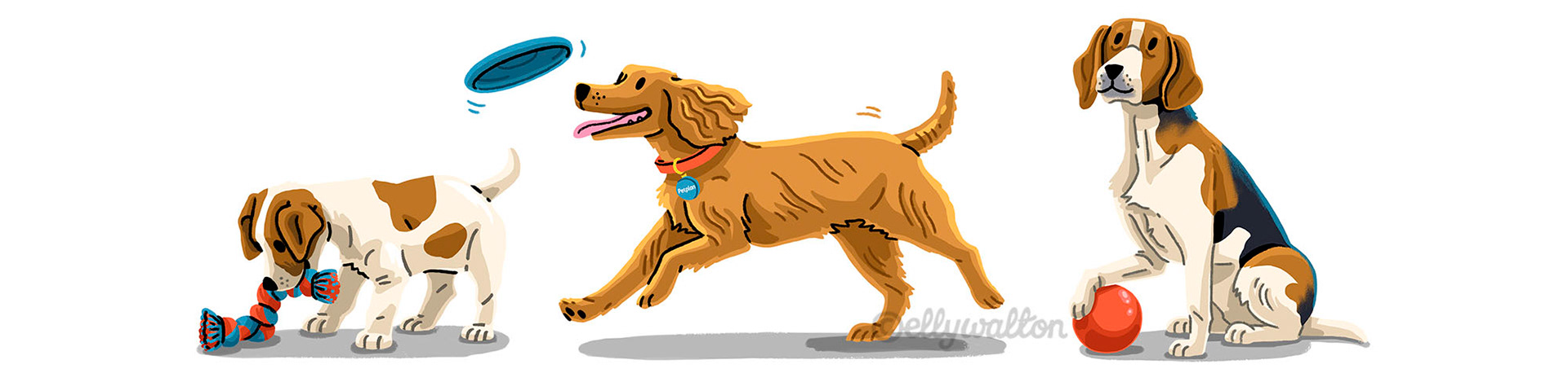 illustrations of three dogs from puppy to teenager to middle aged dog