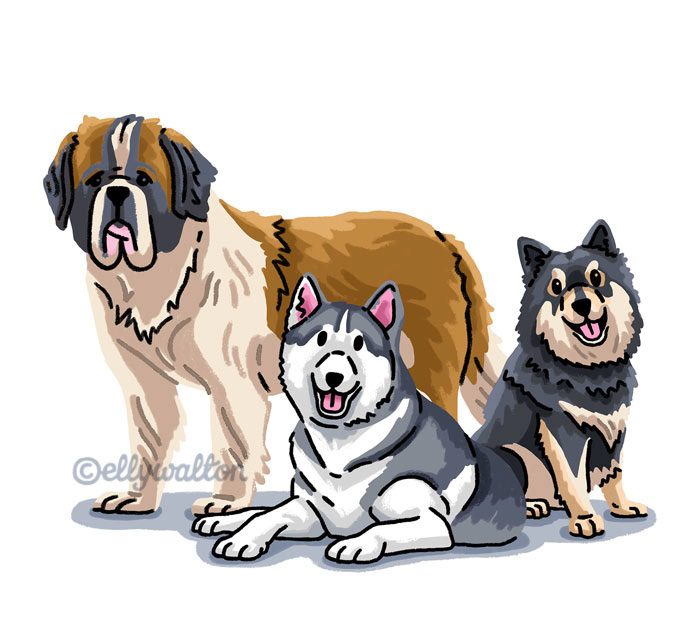 illustration showing dog breeds saint bernard husky and collie sitting down