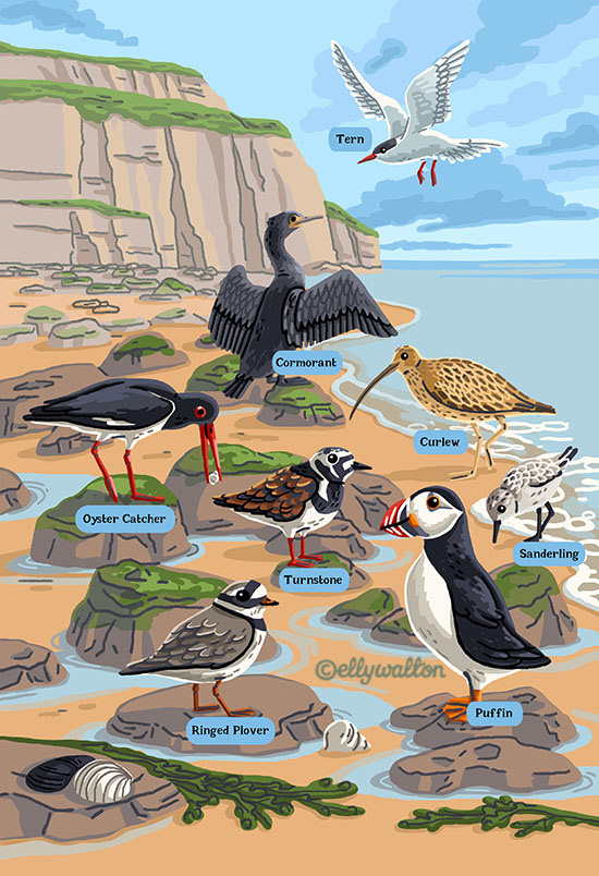 illustration of labelled uk coastal seabirds in coastal landscape