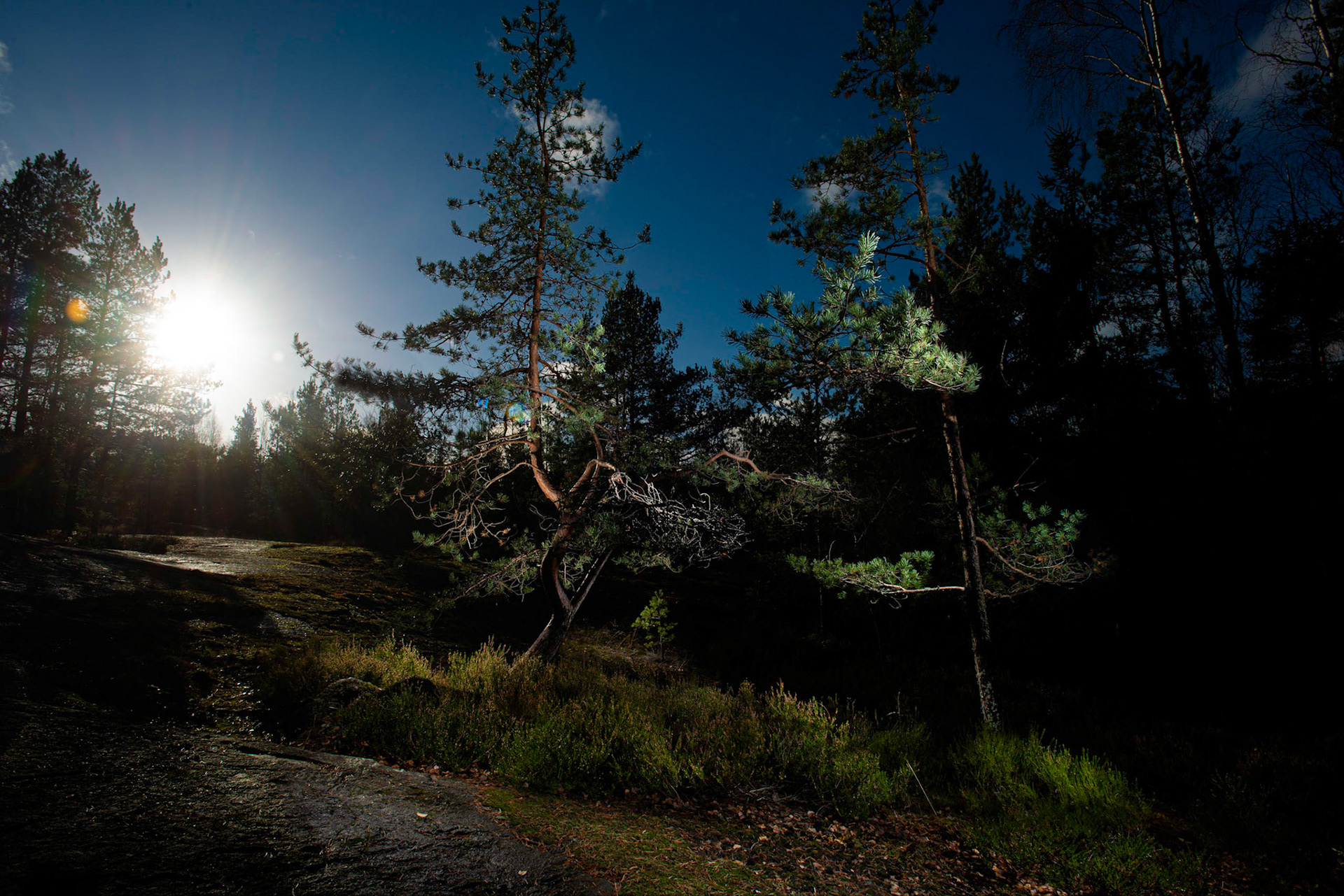 Helsinki 00940. Series Amazing Nature, 2020-