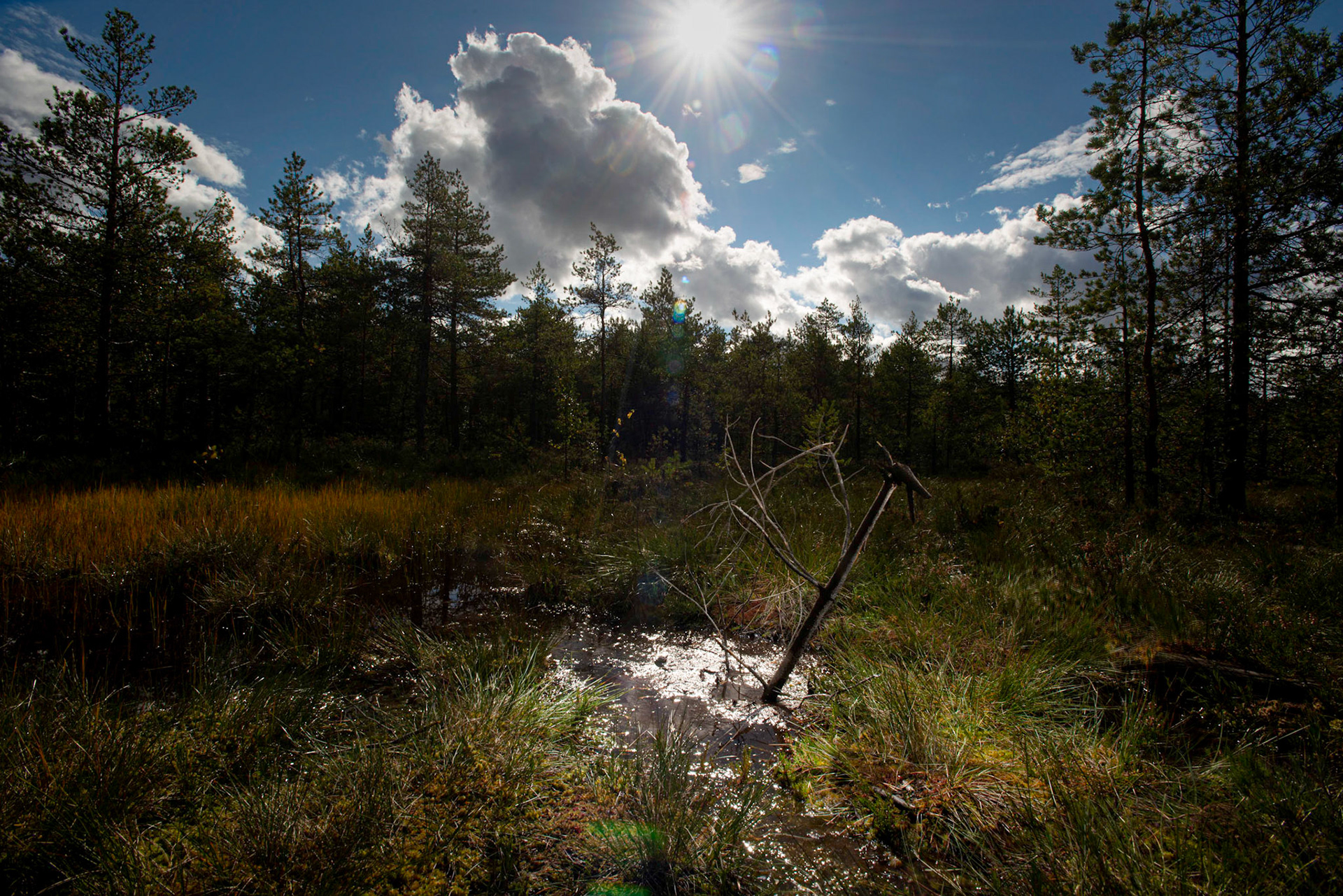 Helsinki 00770. Series Amazing Nature, 2020-