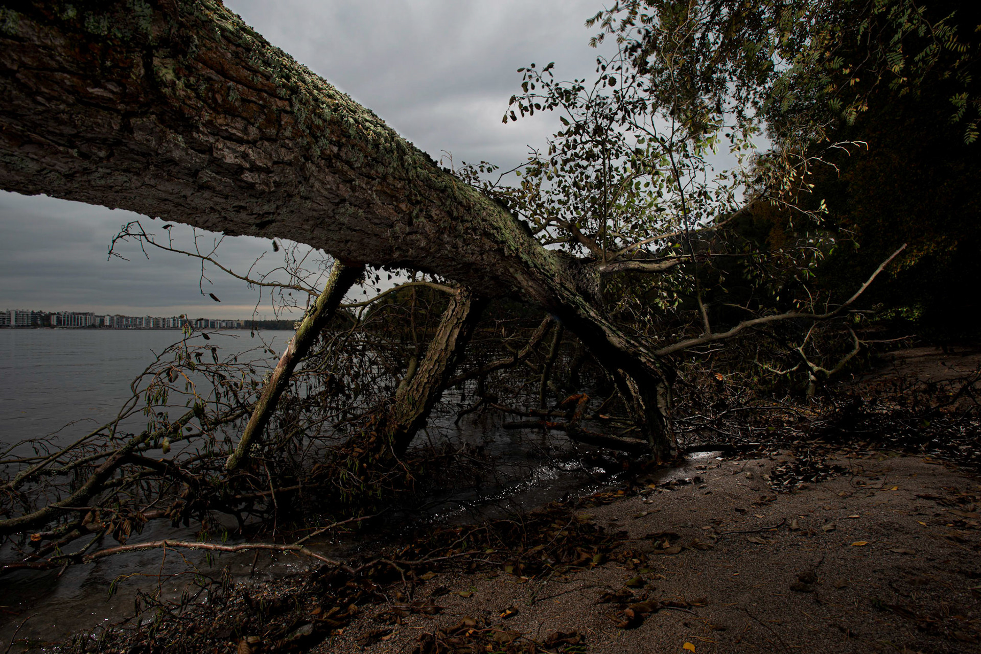 Helsinki 00980. Series Amazing Nature, 2020-