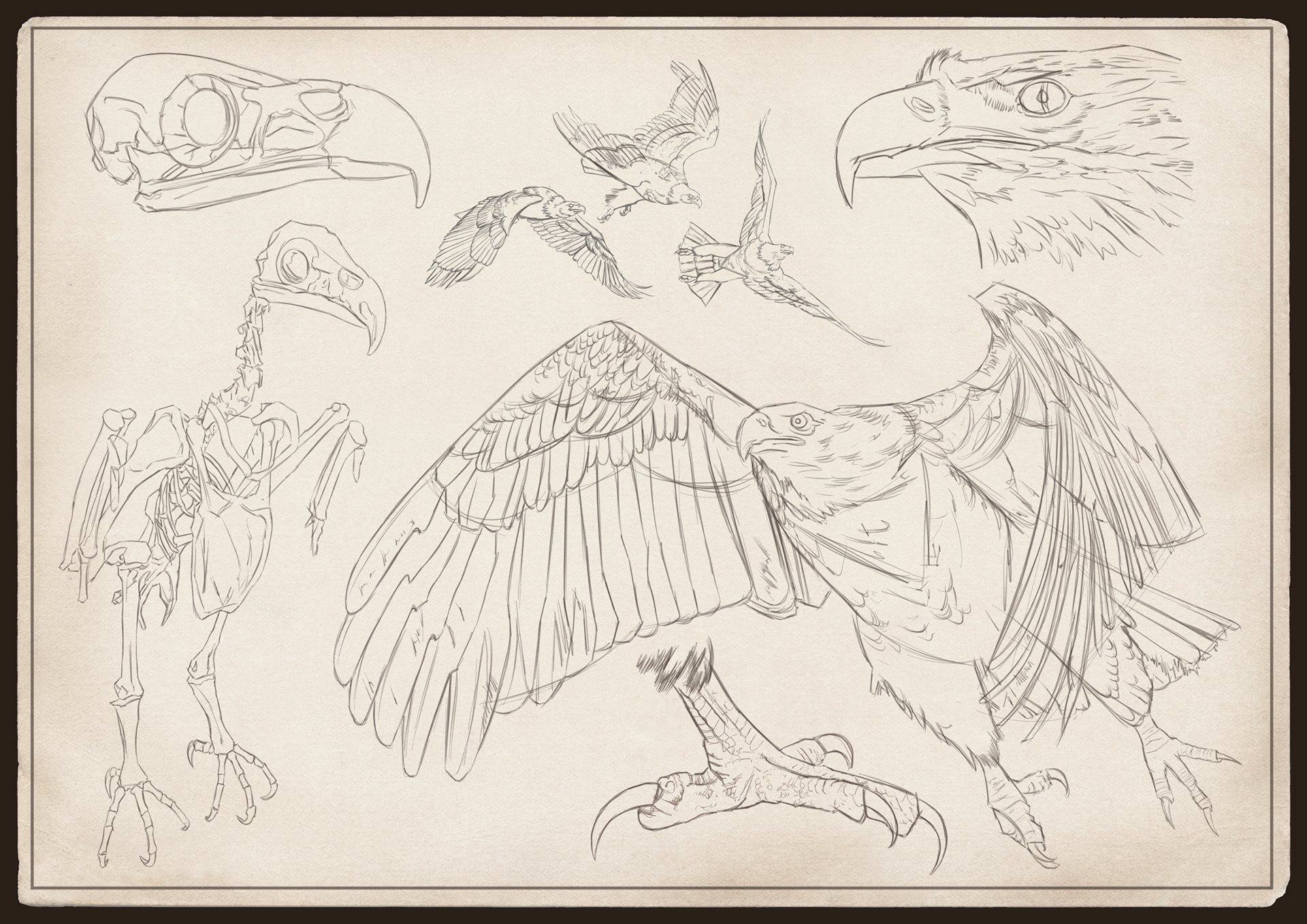 Aguila Americana