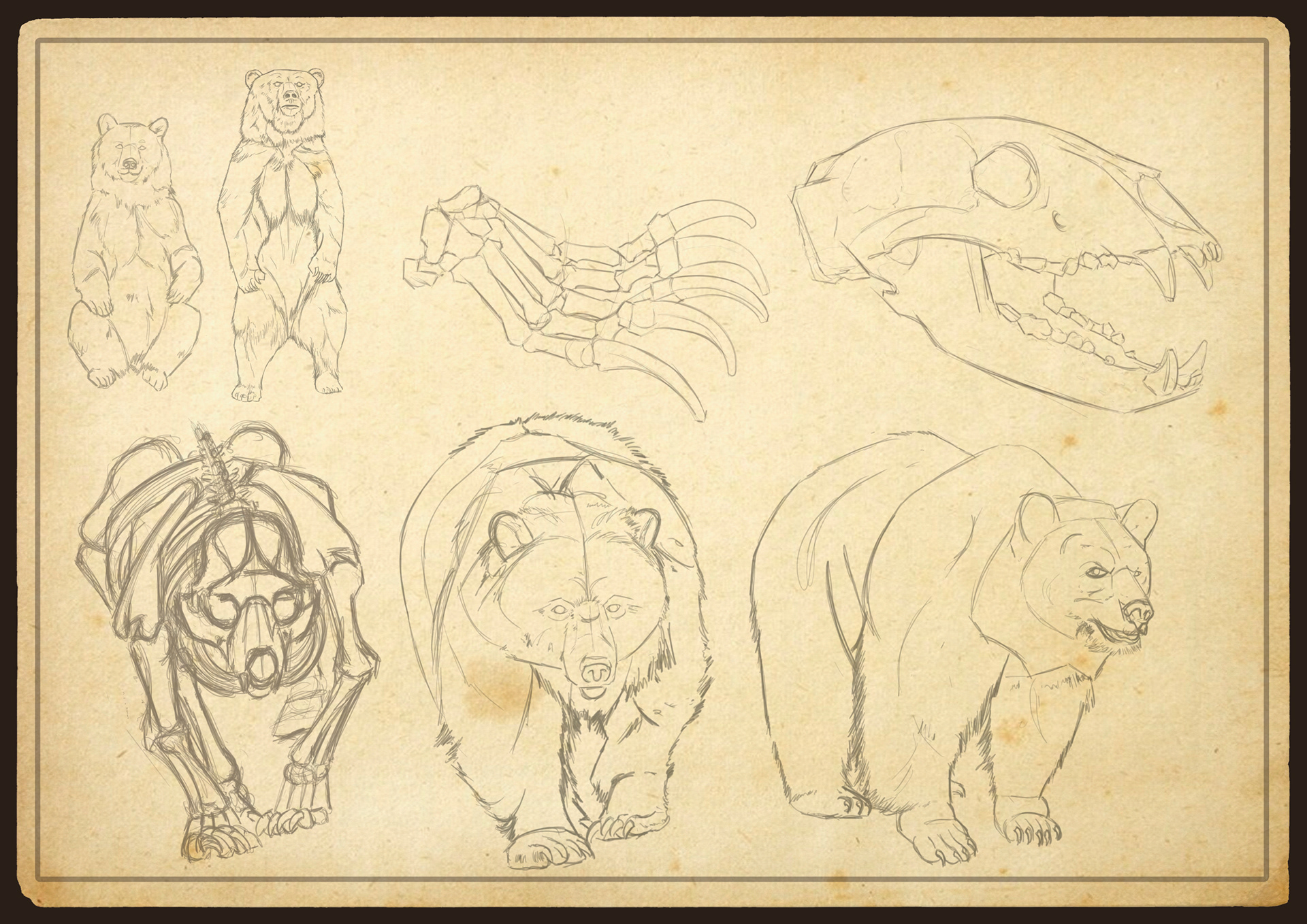 Oso Grizzly