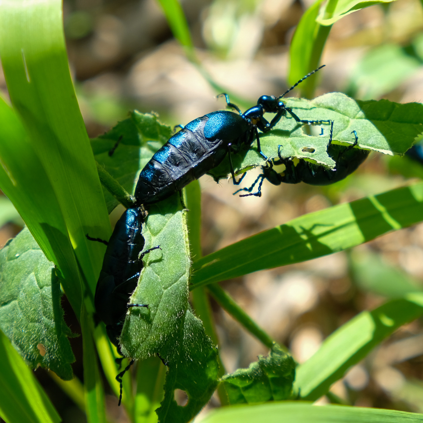 Oil Beetles