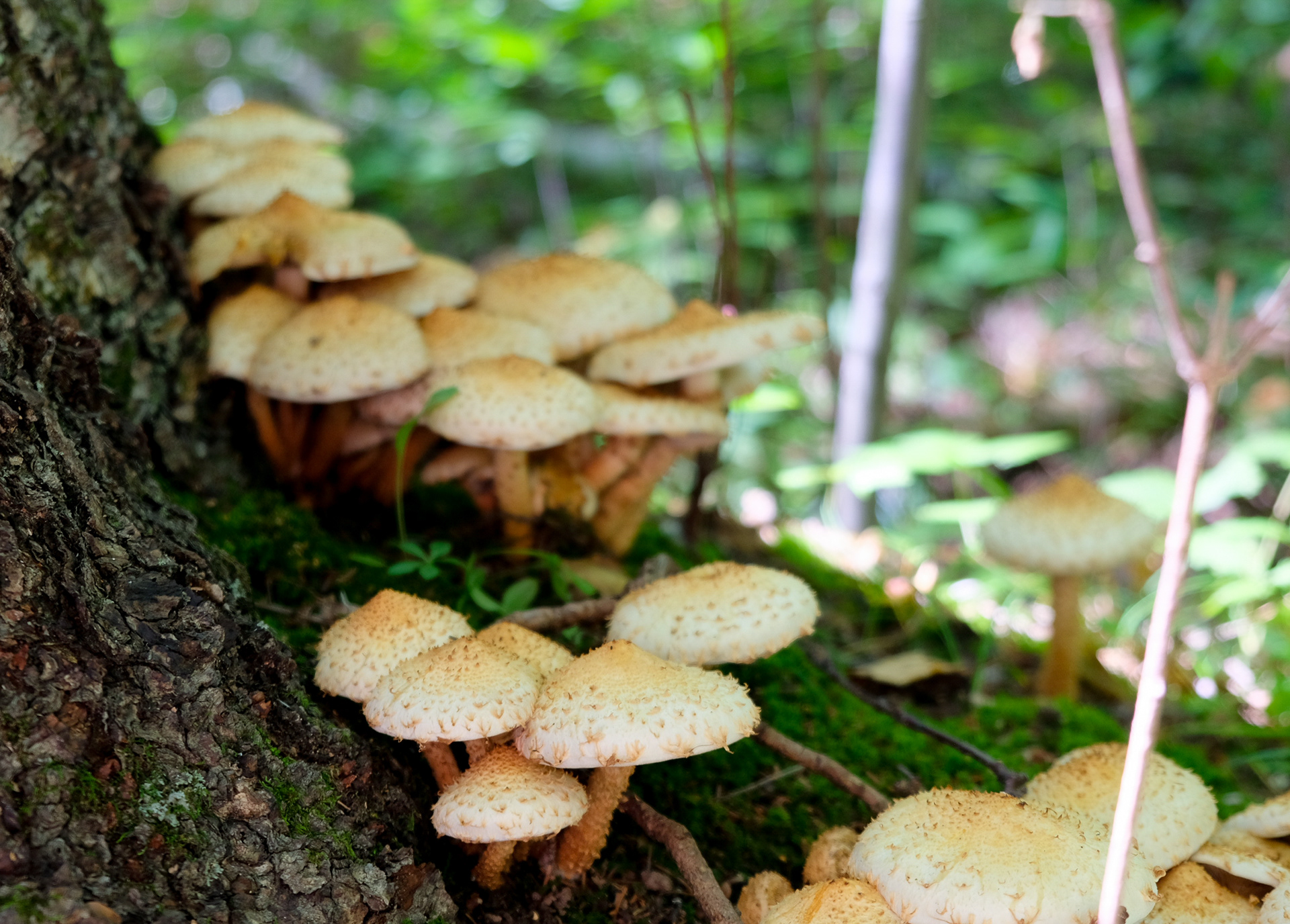 Shaggy Scalycap Mushrooms