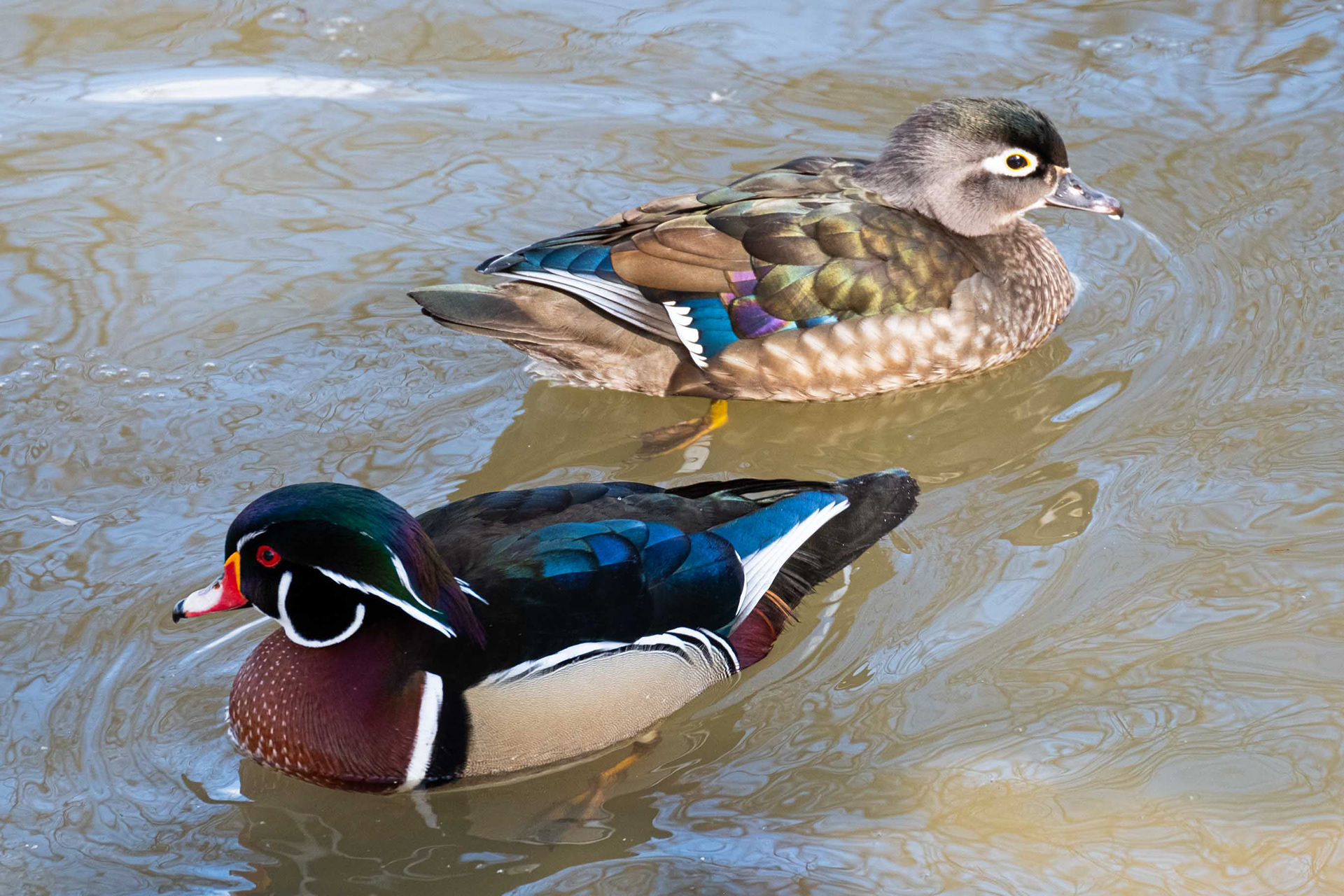 Wood Ducks