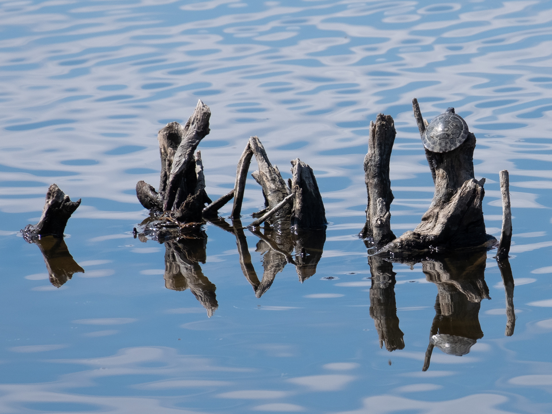 Midland Painted Turtle