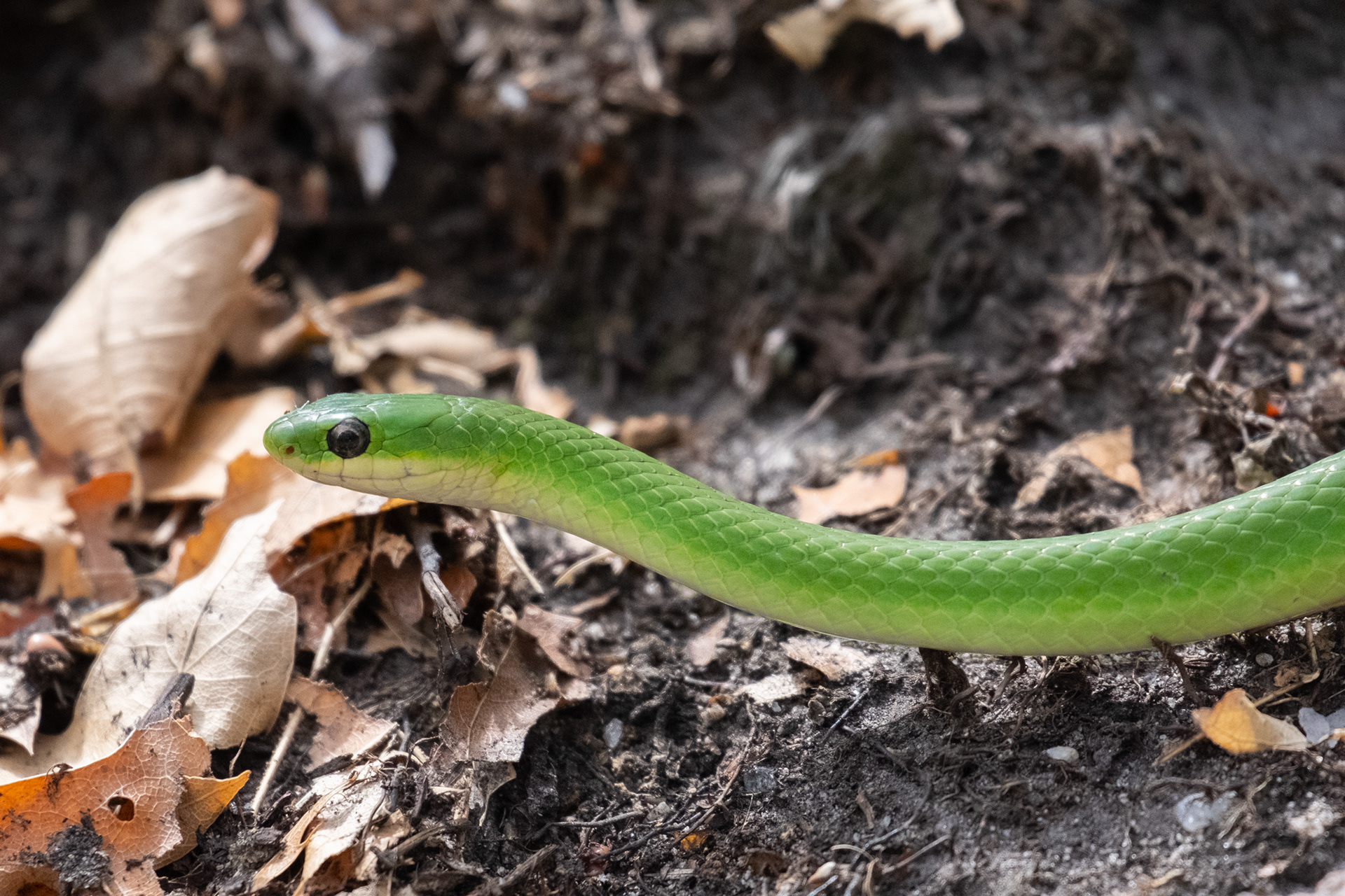 Smooth Greensnake