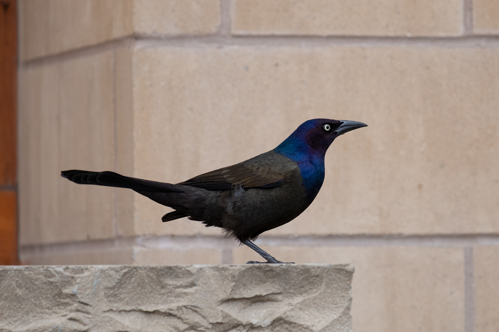 Common Grackle