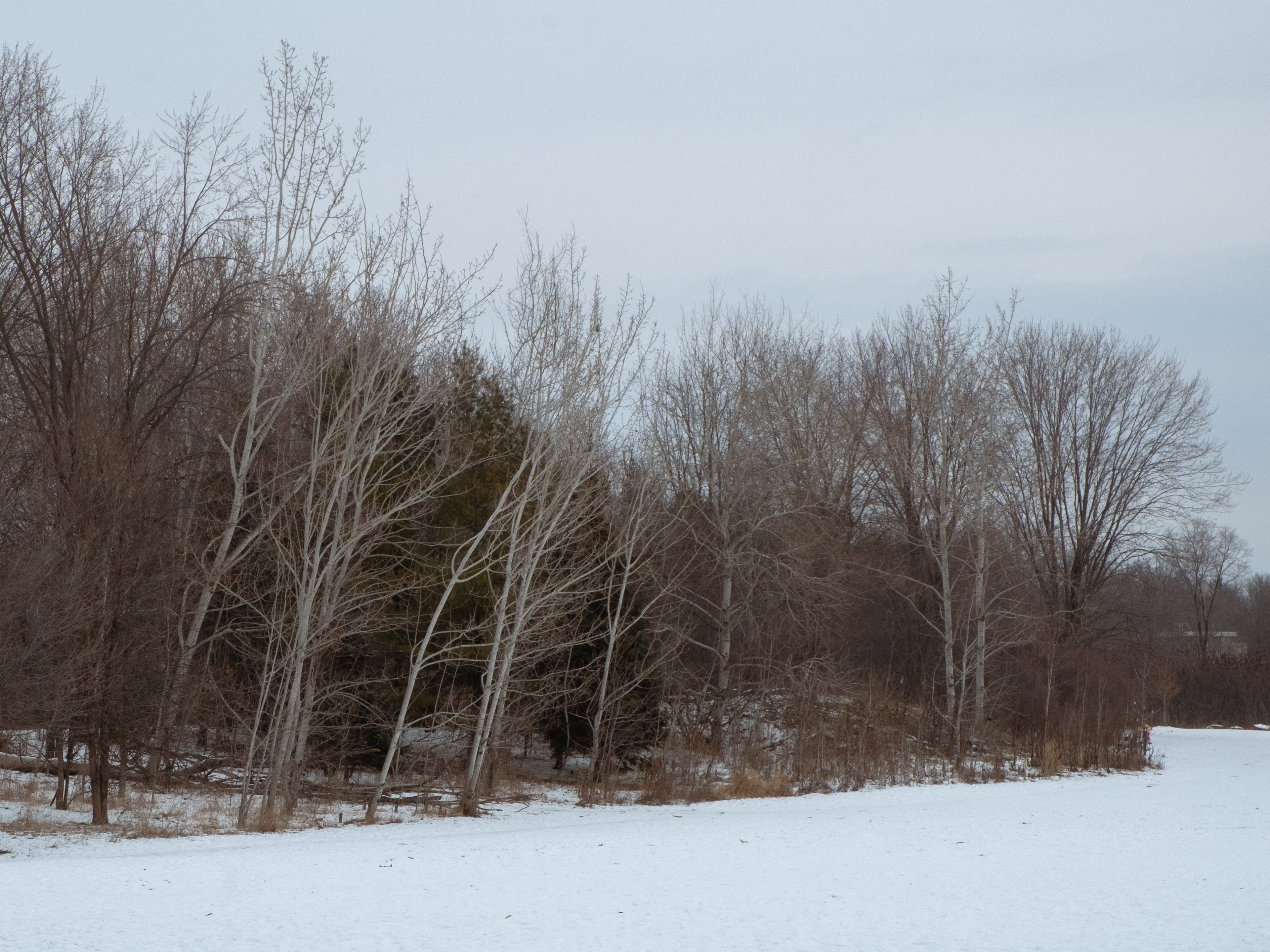December Birch Trees