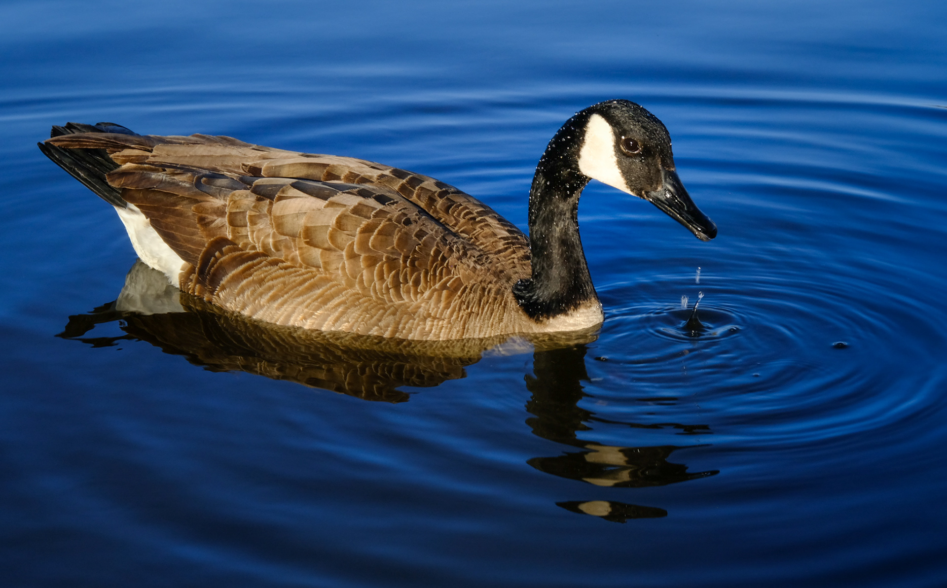 Canada Goose