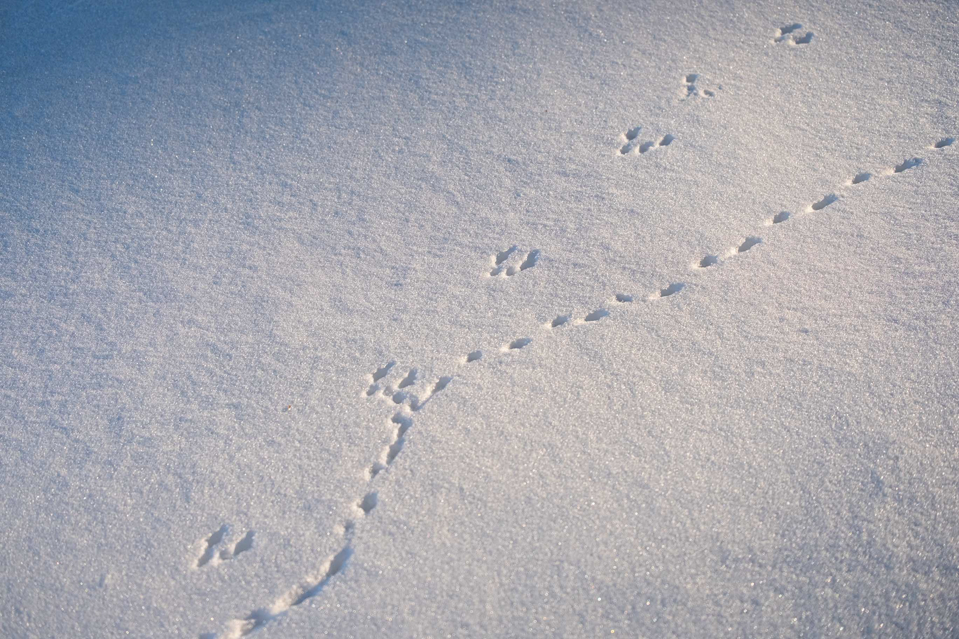 Mouse + Vole Tracks