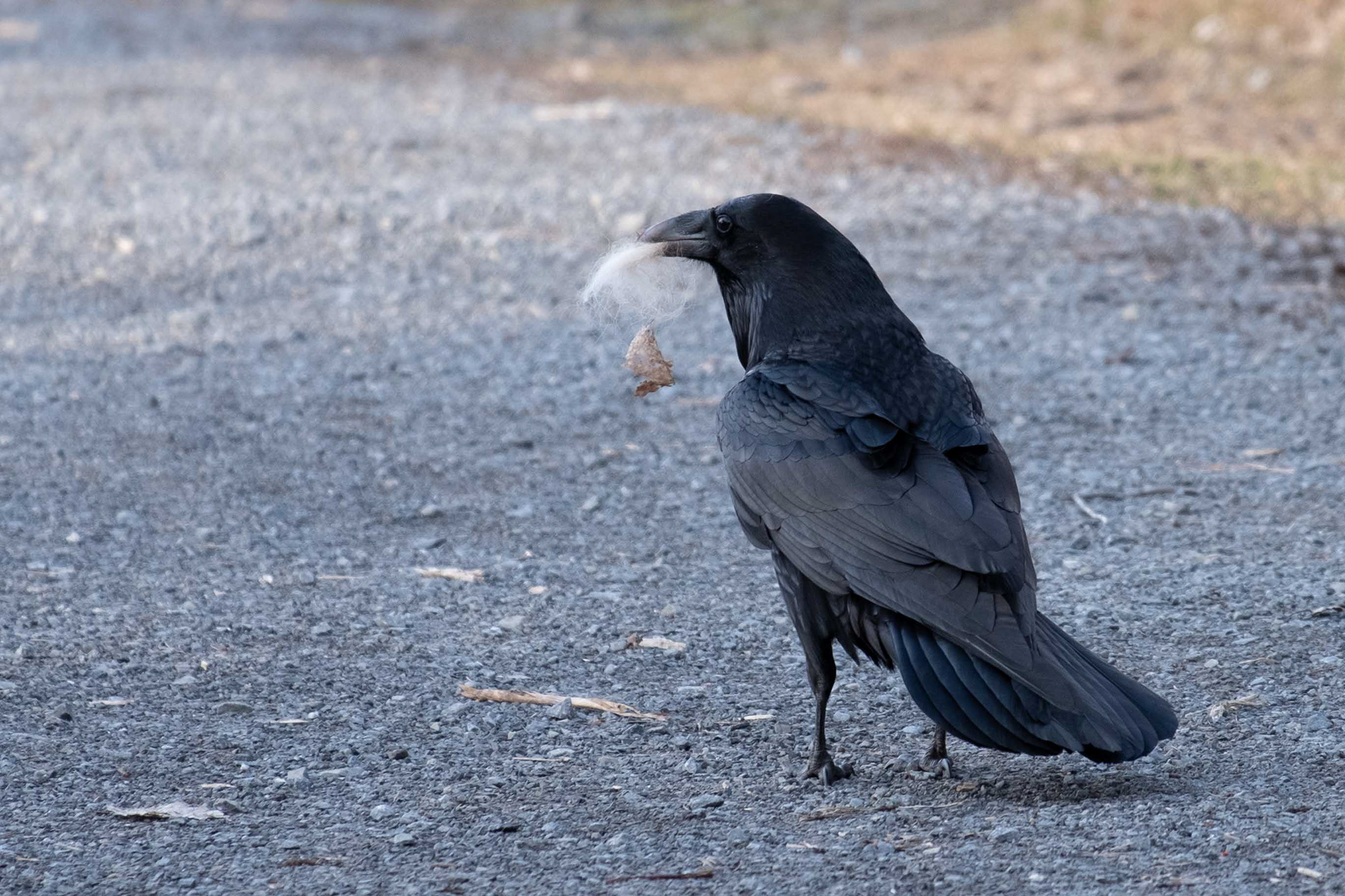 Raven Collecting Fur