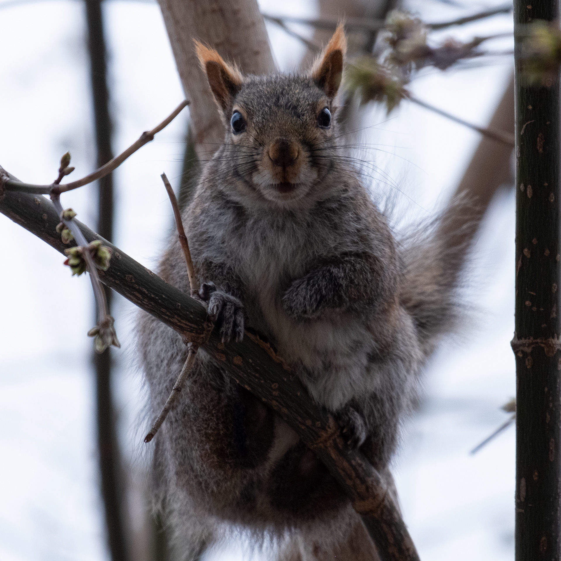Grey Squirrel