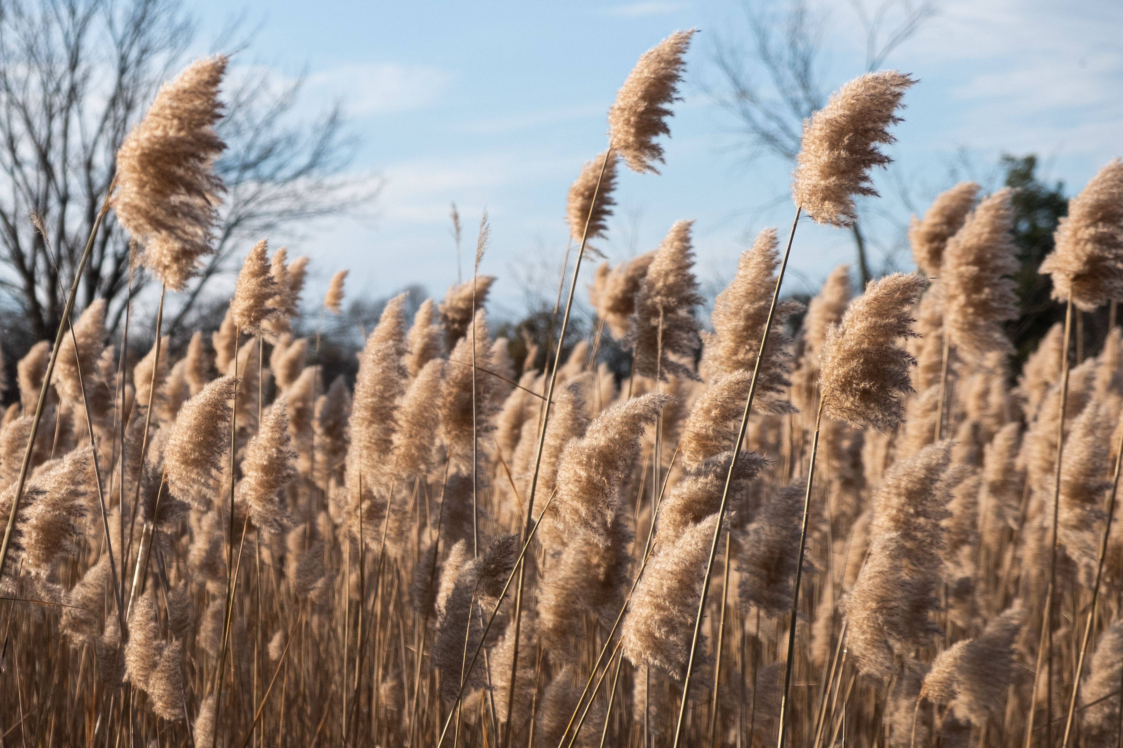 Grass behind Carleton University