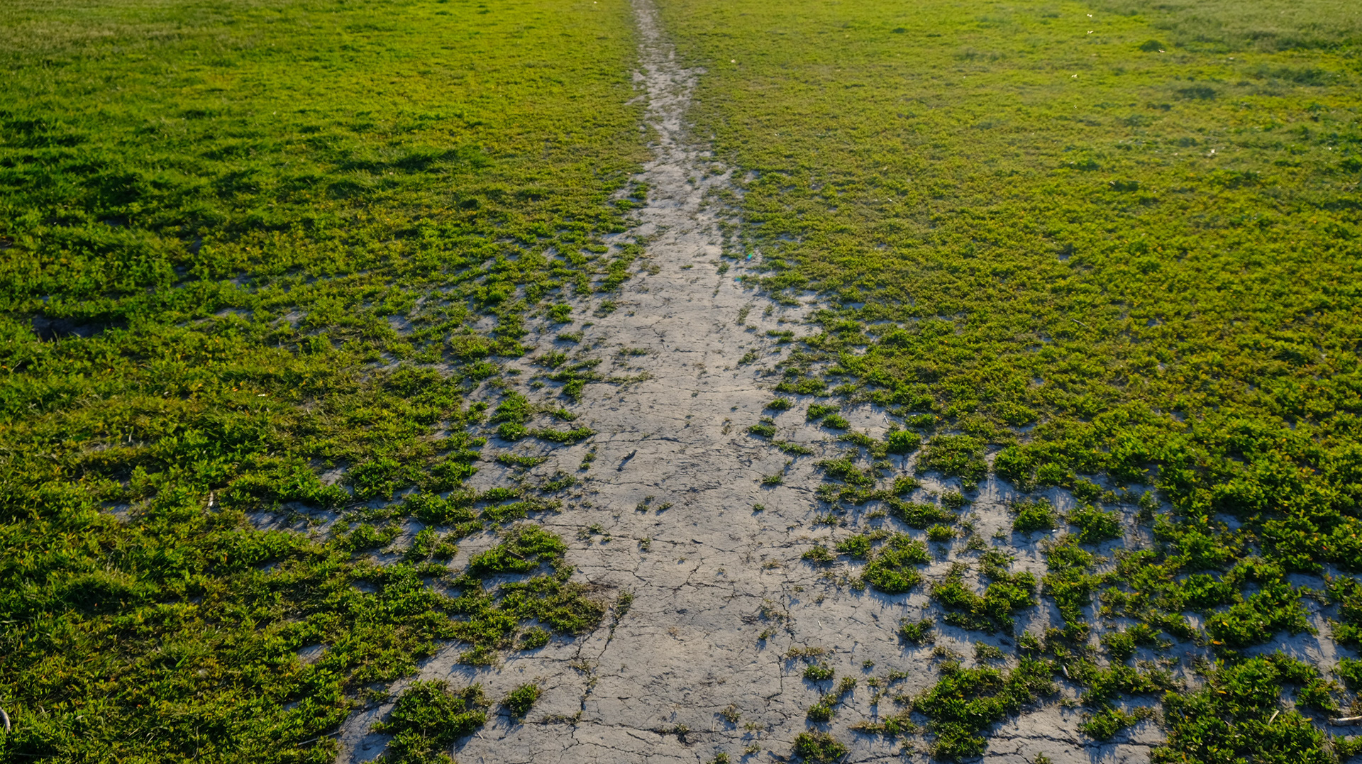 Desire-Path Through the Field