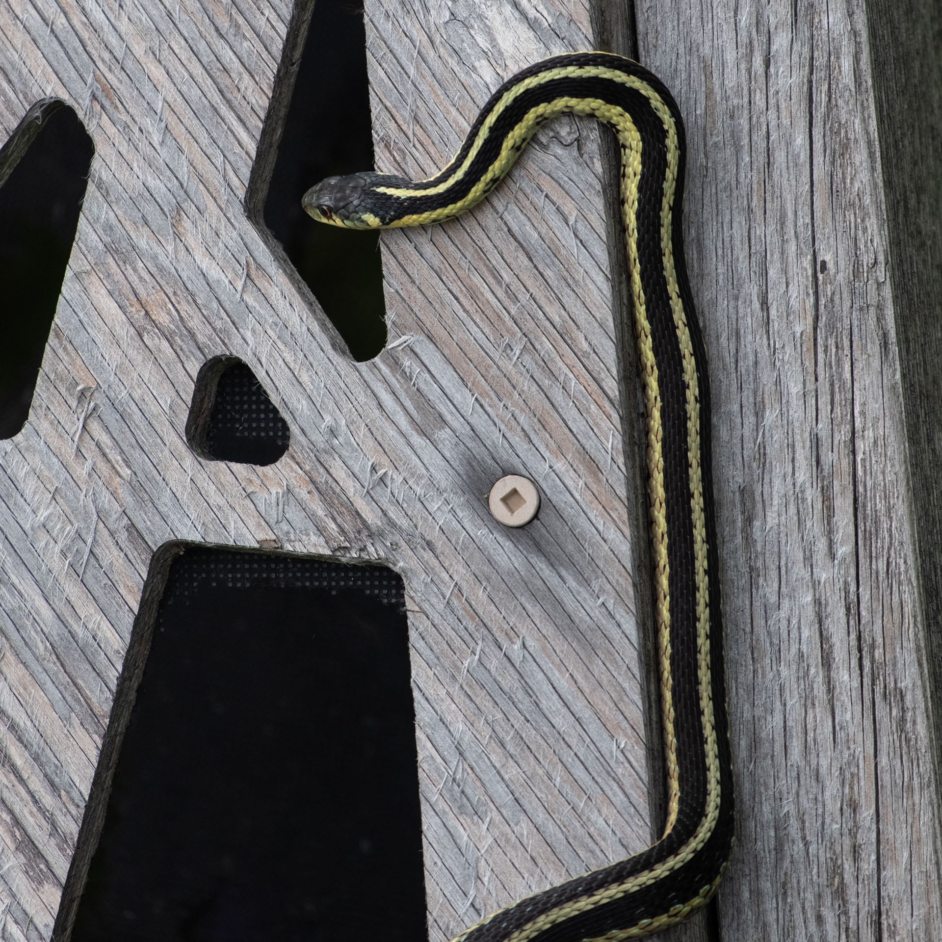 Eastern Garter Snake