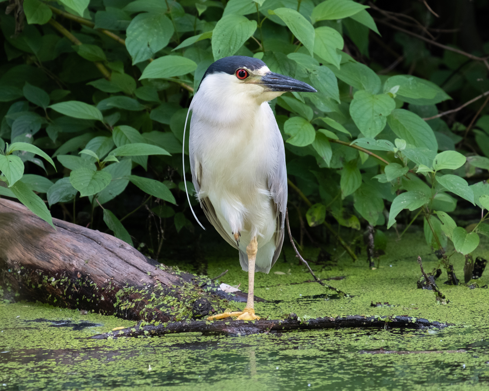 Black-Crowned Night Heron