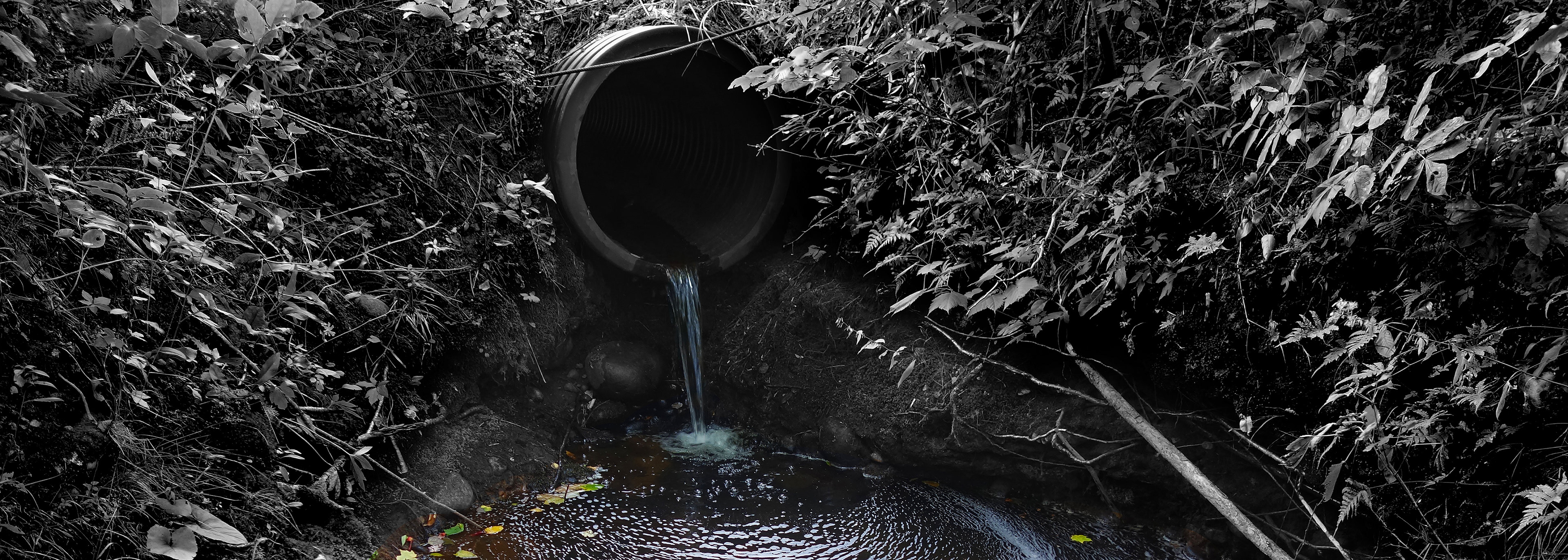 J’écris lentement sur le lichen no 22