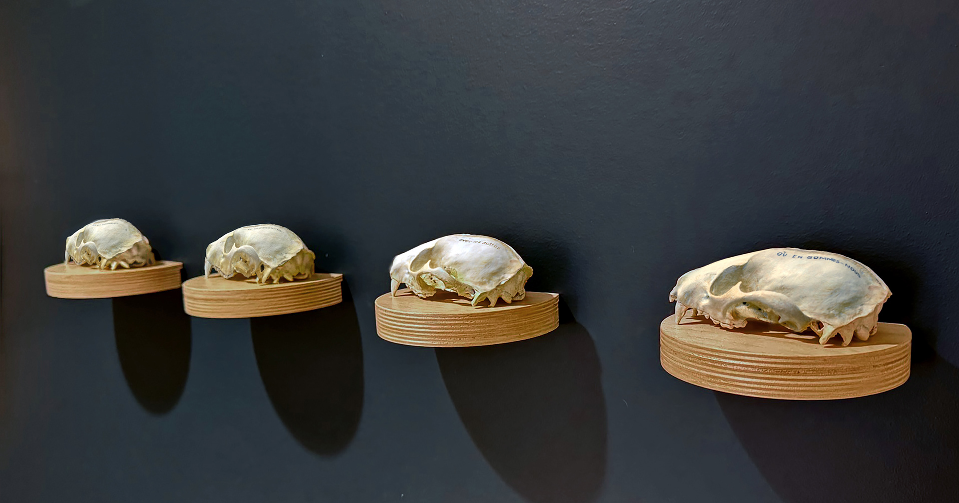 En exposition-corpus Vulpes