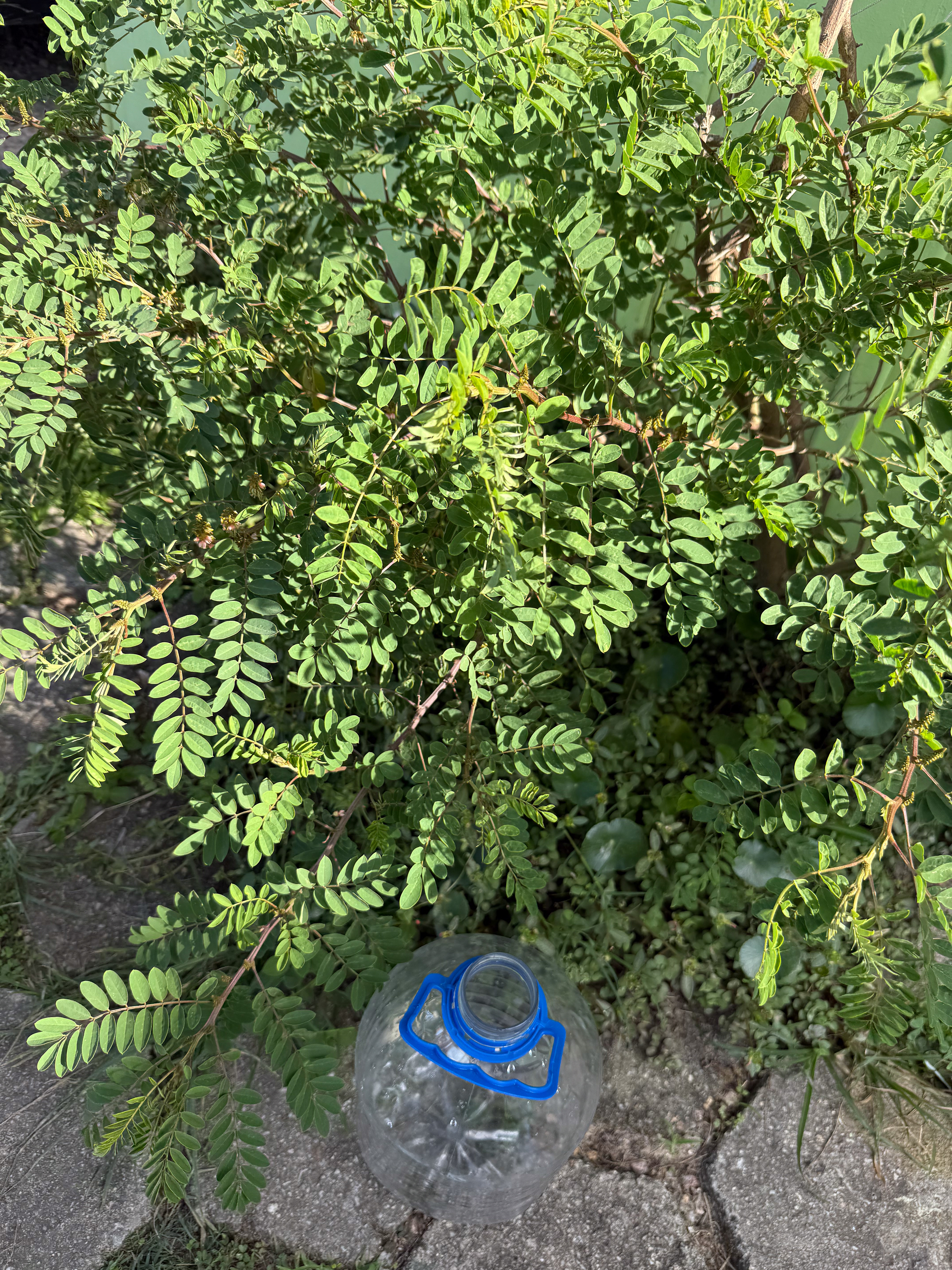 Indigofera sp.