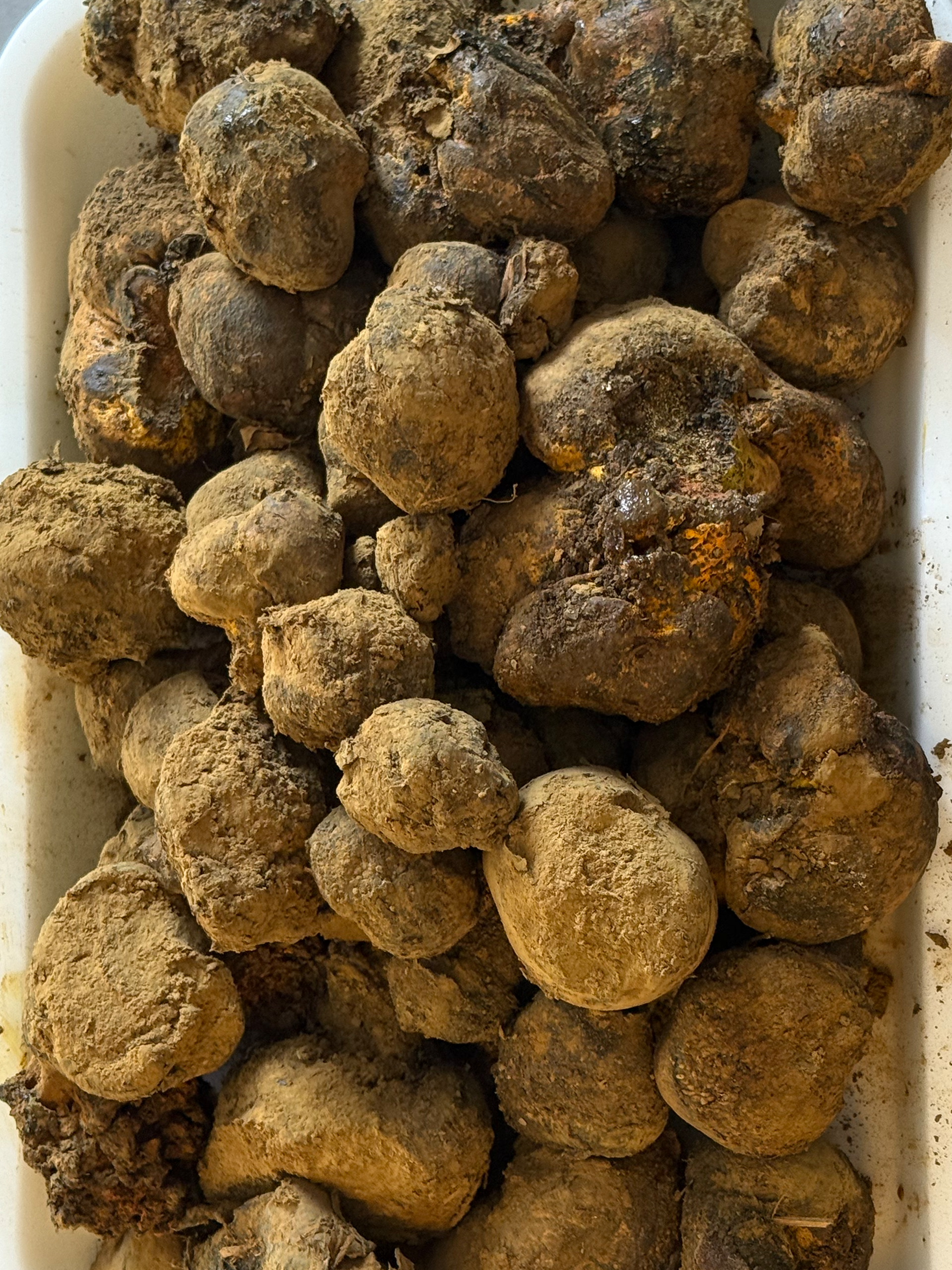 Pisolithus sp.